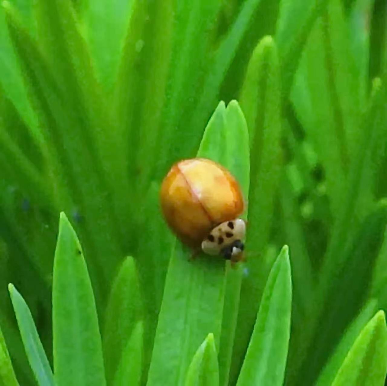 【昆虫观赏•一图一虫】异色瓢虫，鞘翅目瓢虫科和瓢虫属昆虫。鞘翅的色泽及斑纹变异有
