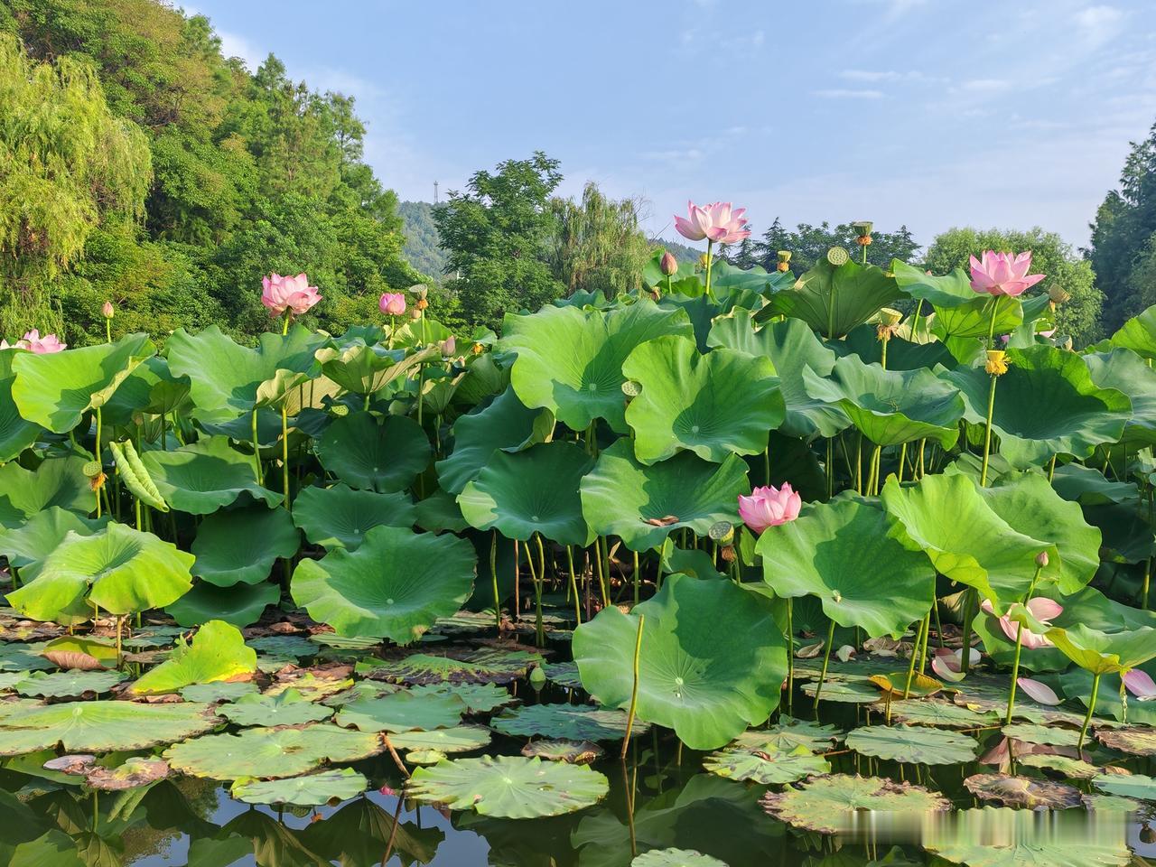 夏日荷花莲莲看 夏日炎炎，徐州云龙湖的荷花成了一道绝美风景线。满池粉荷与青山相映
