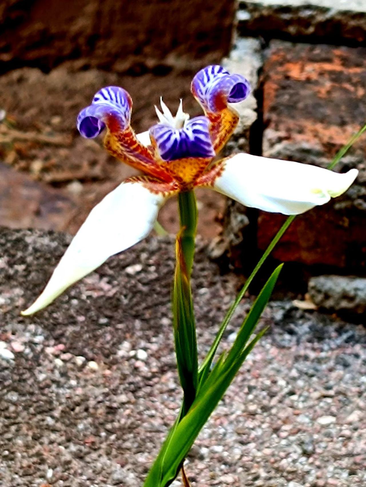 法国国花鸢尾花，使其成为法国王室的标志。其三片花瓣代表圣父，圣纯洁与庄严...