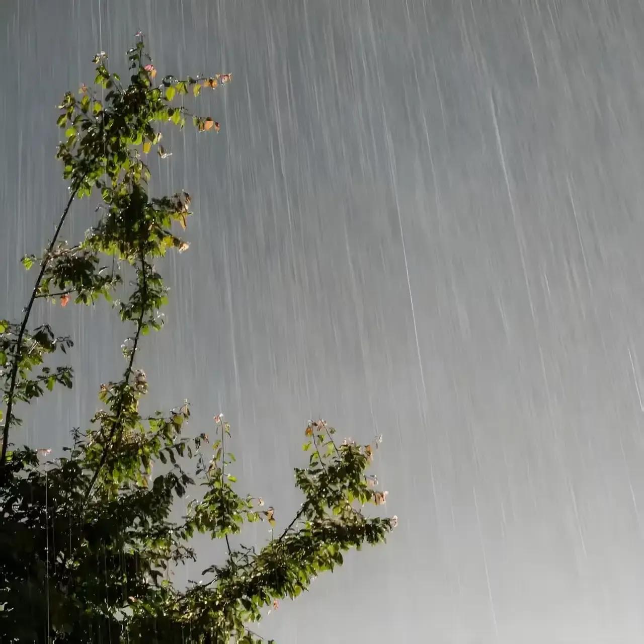 山西省各市2025年1月到11月降雨量数据情况，晋城和大同两市超800毫米，省会