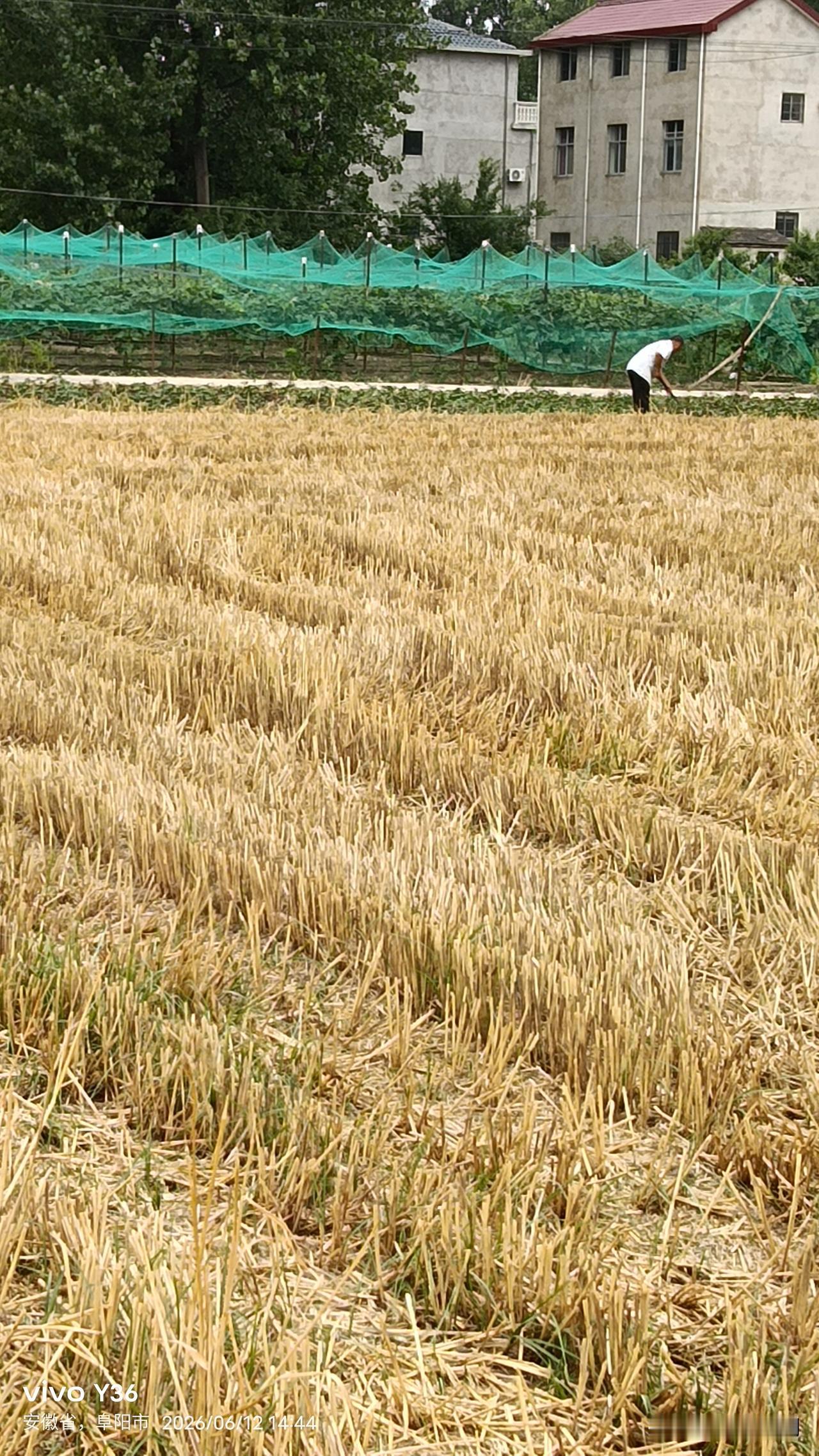 时至今日，种一辈地的农民也不知道什么时间播种夏季玉米、大豆正当时。
      