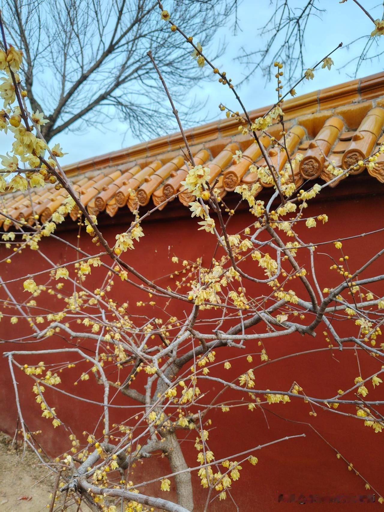 有没有腊梅花的照片发表