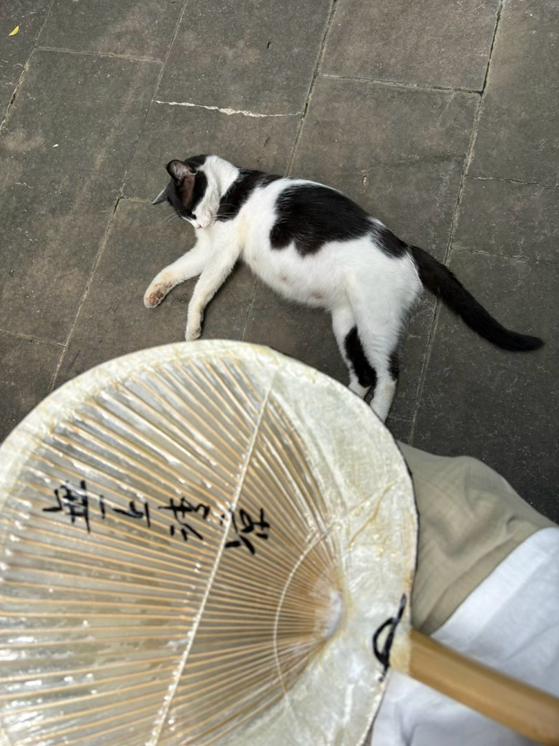 整个六月和七月它怀着孕，每天下午翻过高墙来小院睡午觉，在荷花缸边饮水。后来它也习