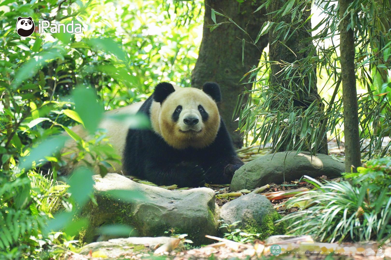 【熊猫谷萌宝夏日生活图鉴🧩】暖意洋洋的夏天已经到啦，不知道熊猫谷的萌宝们都在做