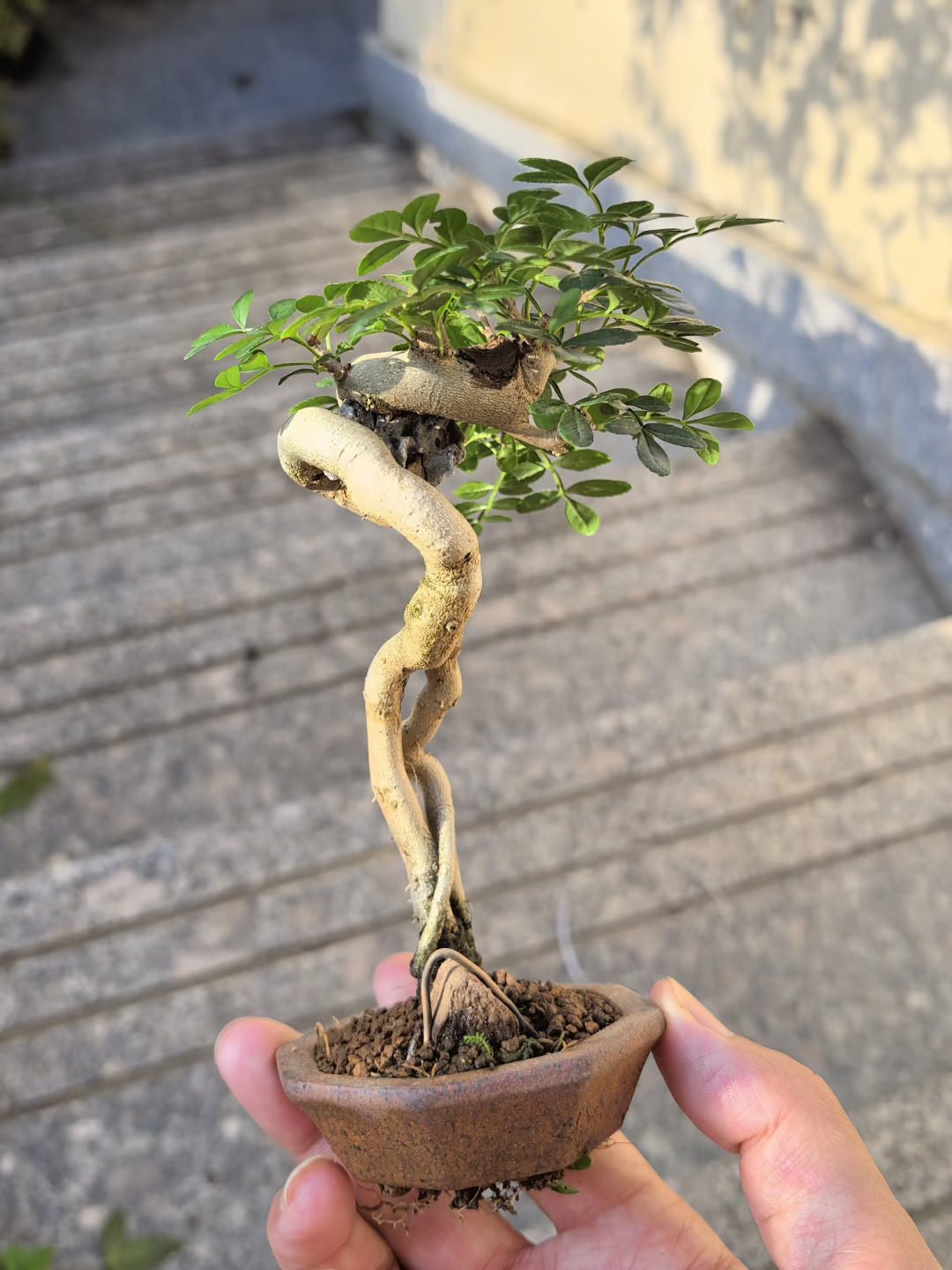 妖娆与风骨并存