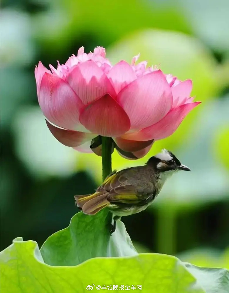 #晚安# 日暮是时光温柔的句点，星辰是夜空点亮的赞许。今日所有付出都已沉淀为未来