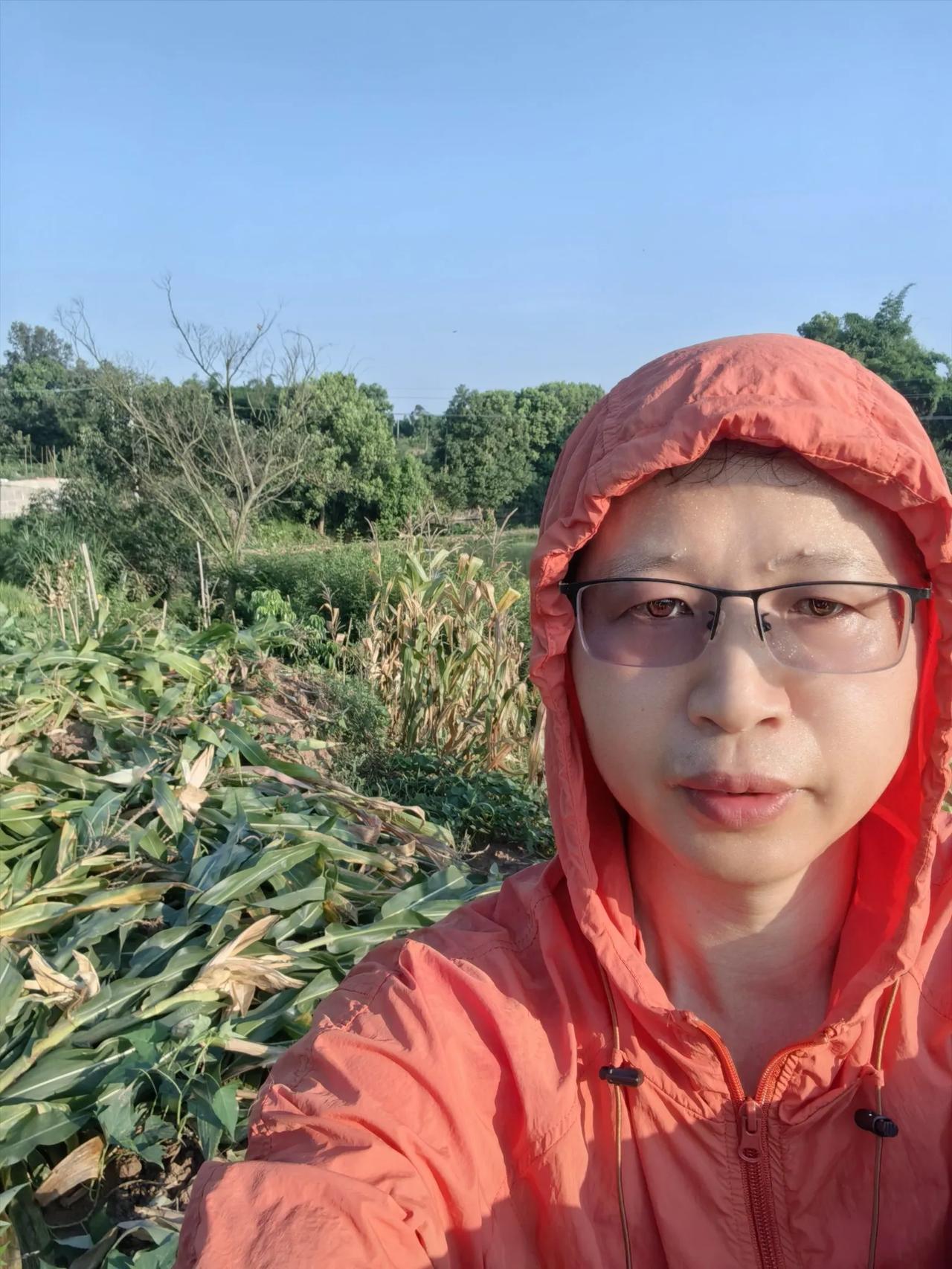 铲除田园苞谷杆

七月底的太阳，简直是个热情过头的“暖宝宝”，一大早就火力全开地