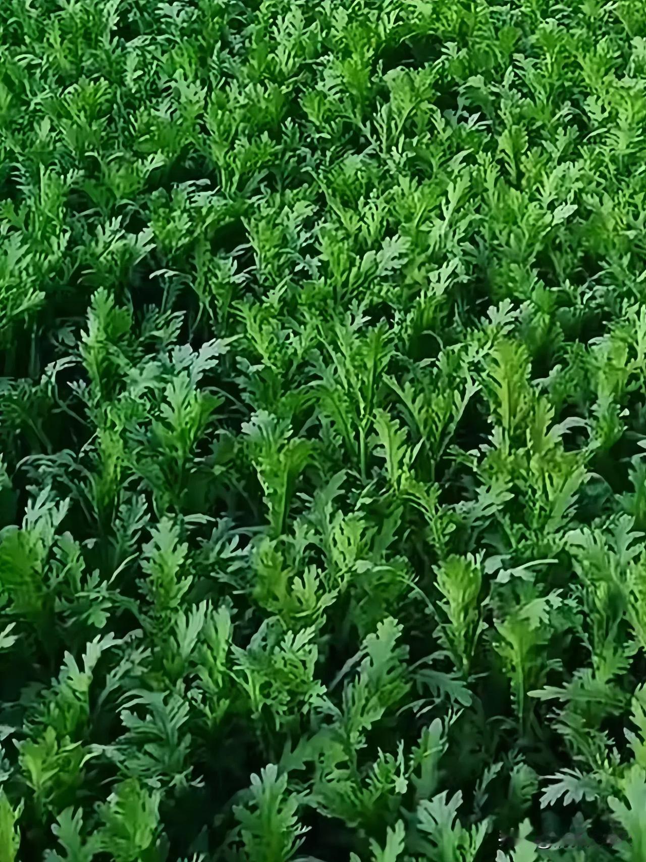 #理想家生活#拔茼蒿菜啦

你知道茼蒿菜怎么做才好吃吗？
蒜蓉茼蒿：将茼蒿洗净切