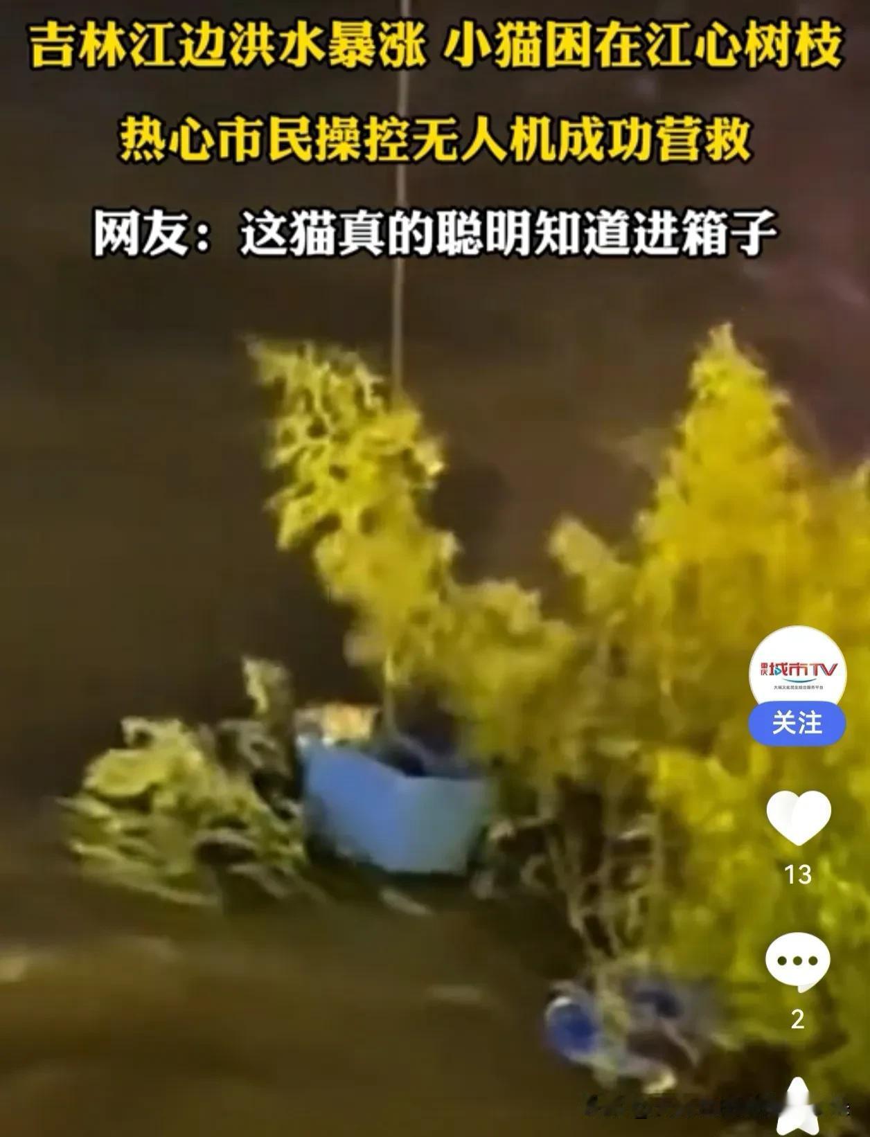 吉林市松花江上，一场耗时一个多小时的“空中救援”，主角是一只小猫

“看见它的时