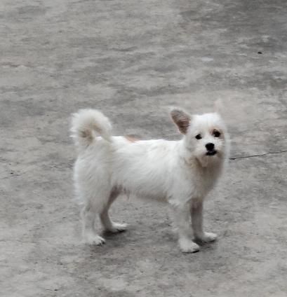 分享我这周有趣的事：《铲屎官诞生记》
和来自不同地区的务工人员租住在浙江玉环一小