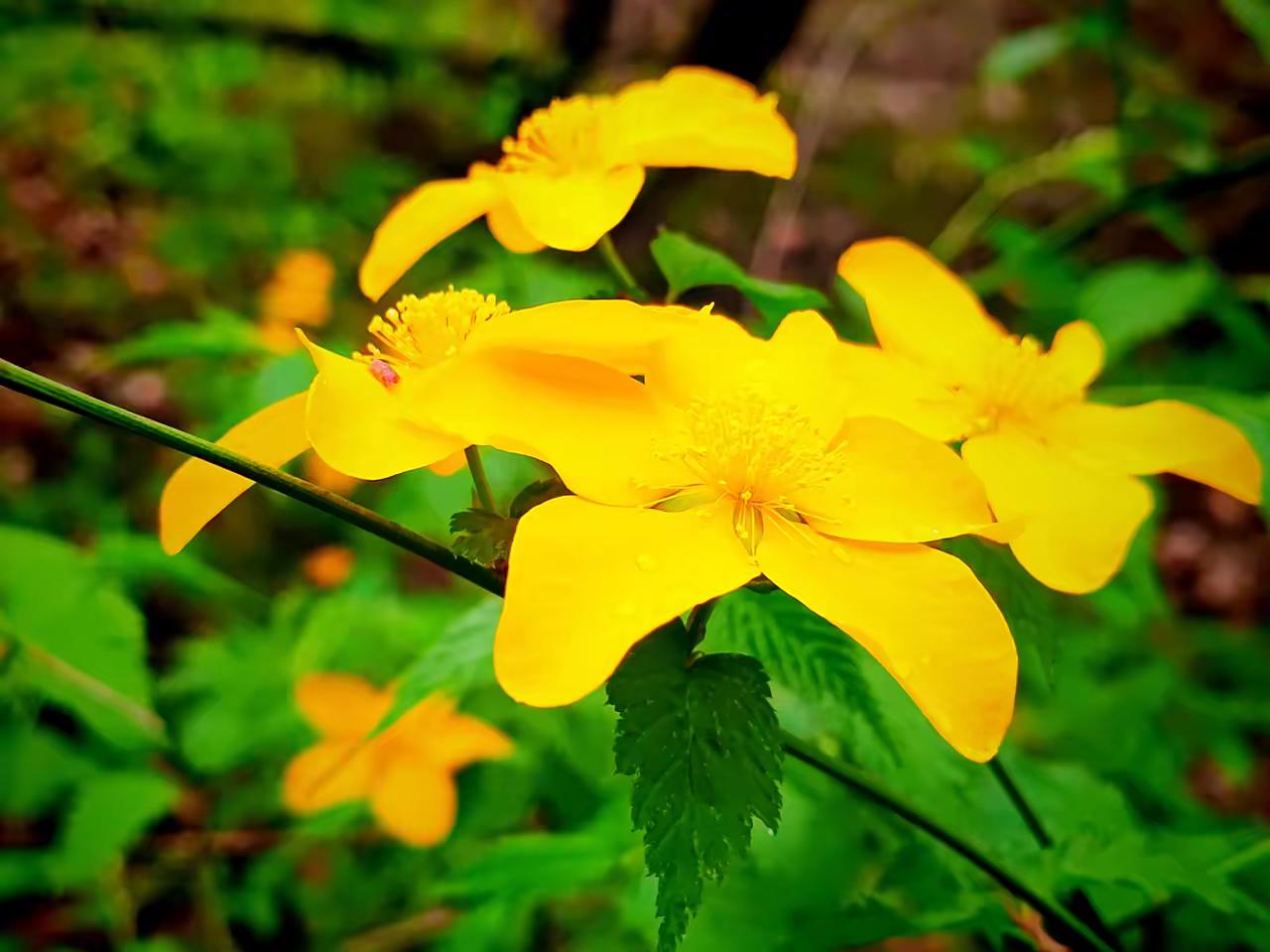 分享一下你随手拍的照片现在是棣棠花最佳赏花期，欢迎您来看看。