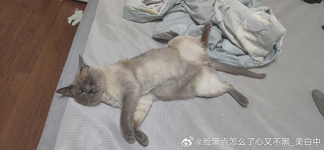 4106只黑脸请看家逼嫩时候和青年时候，大家觉得这是同一只碧落儿吗 