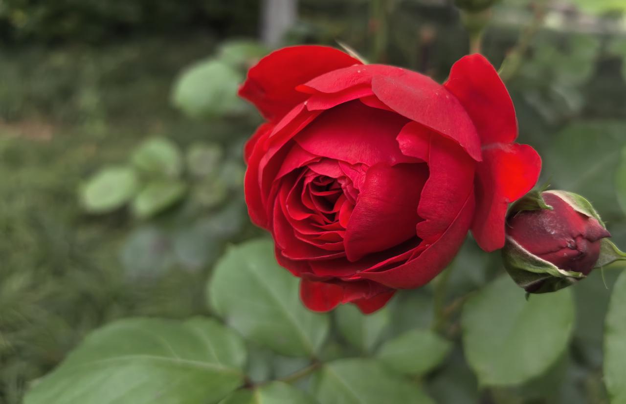 花苞