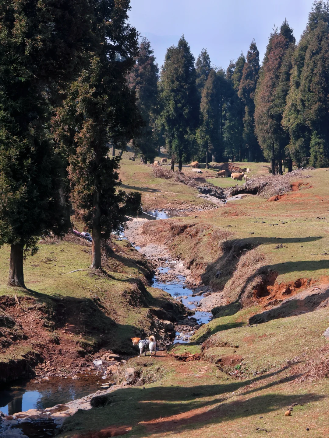不带小狗来乌蒙大草原就太亏了！