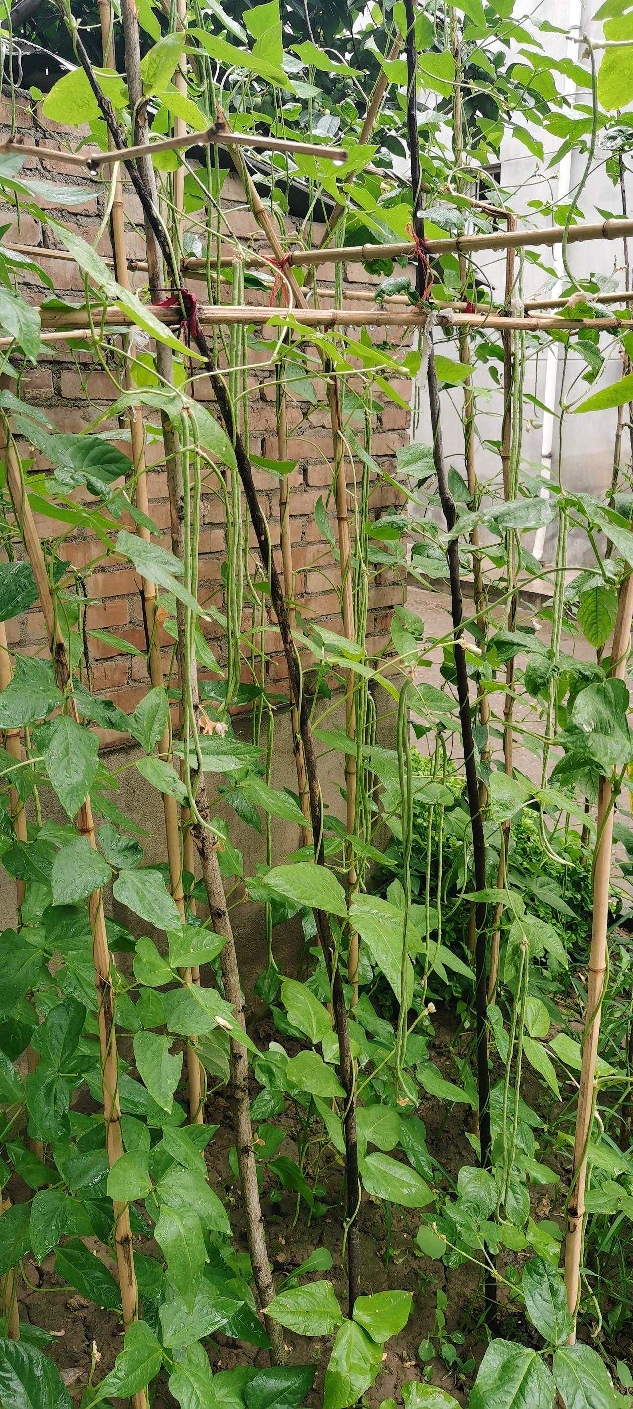 记录生活，随手拍一张照片咦！结的繁太太！