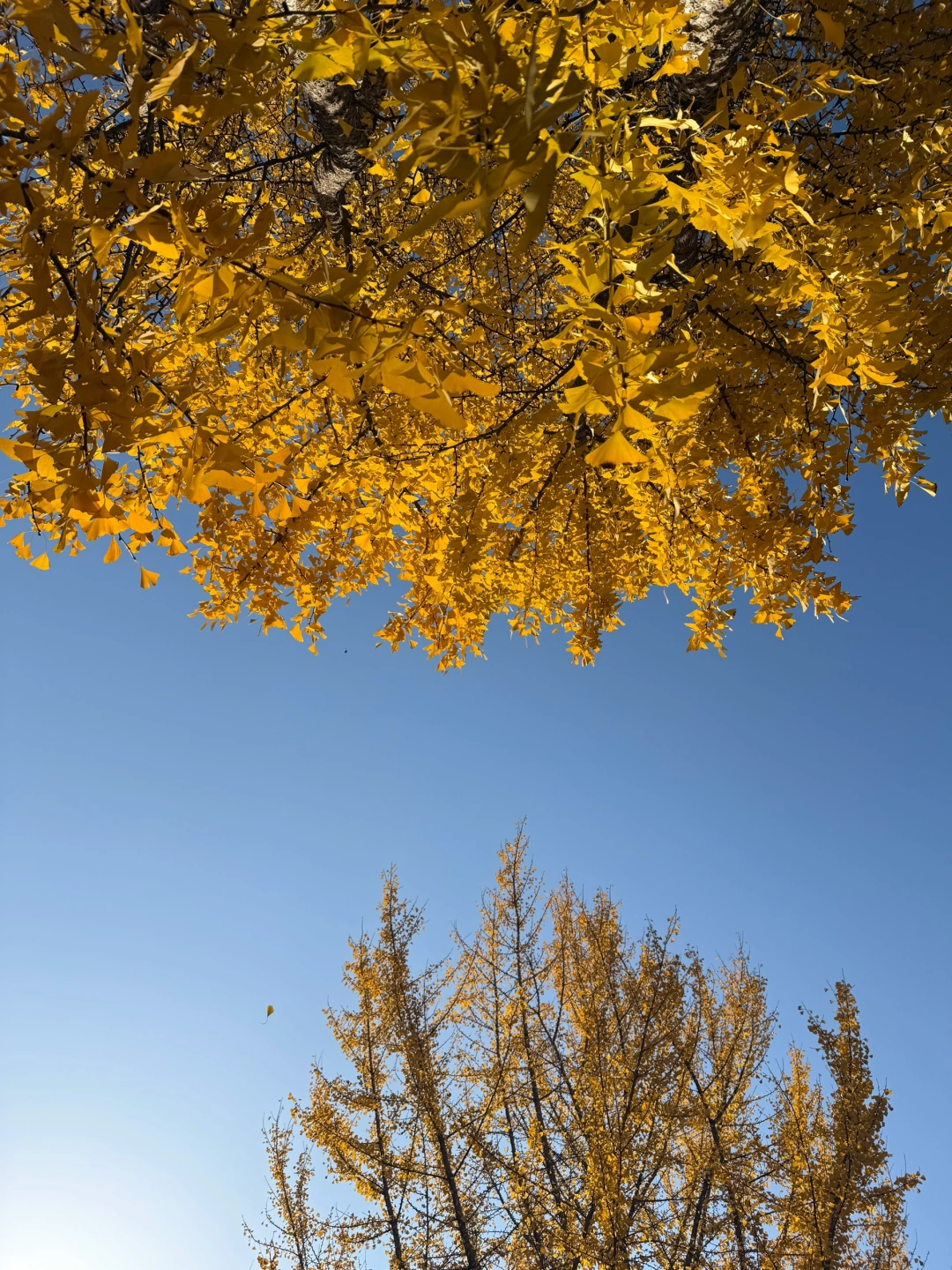 这live图效果！我的iphone还可以再战两年！