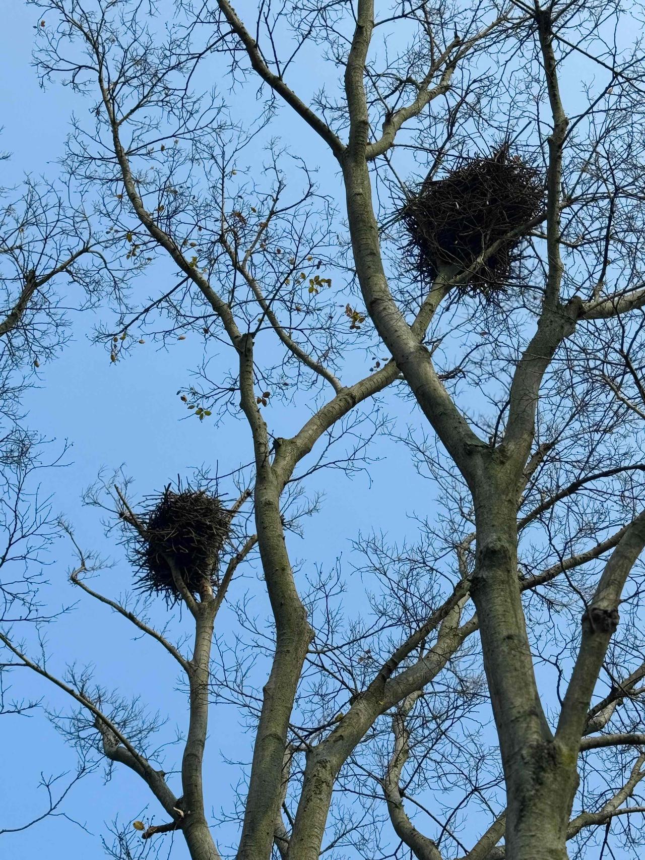 今日分享随手拍照片鸟的家