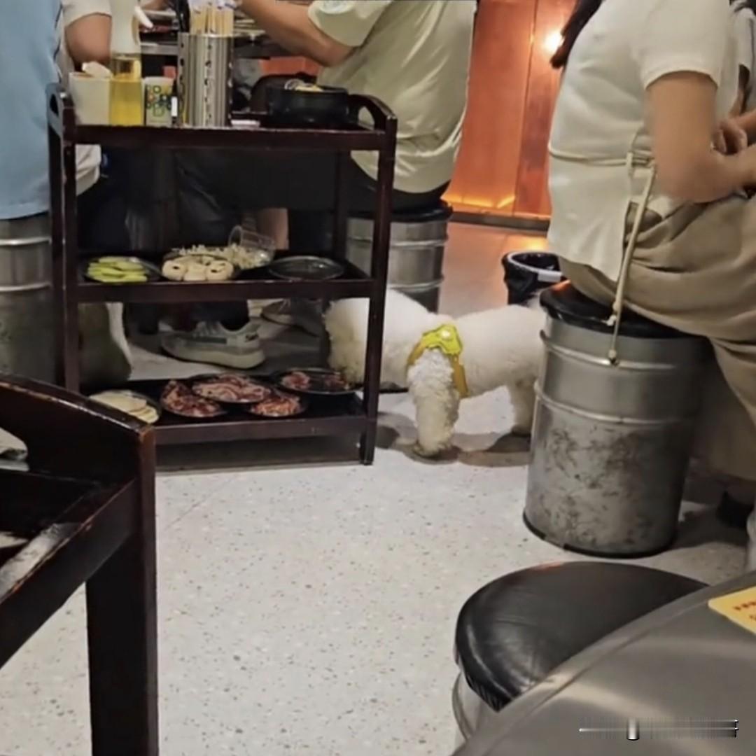 看吧，这就是大家反对把狗带进餐饮店的原因之一，因为你永远不知道下一刻你的“乖宝贝