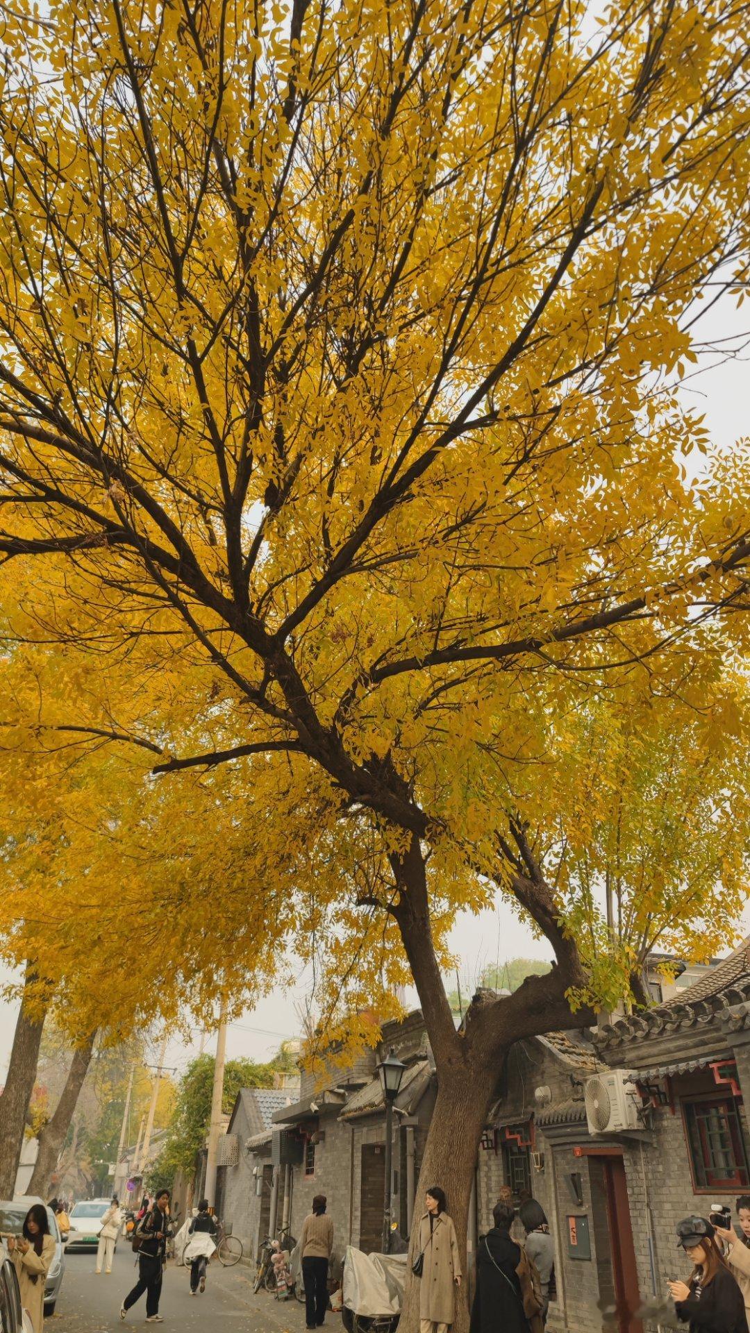 北锣鼓巷的秋摄影