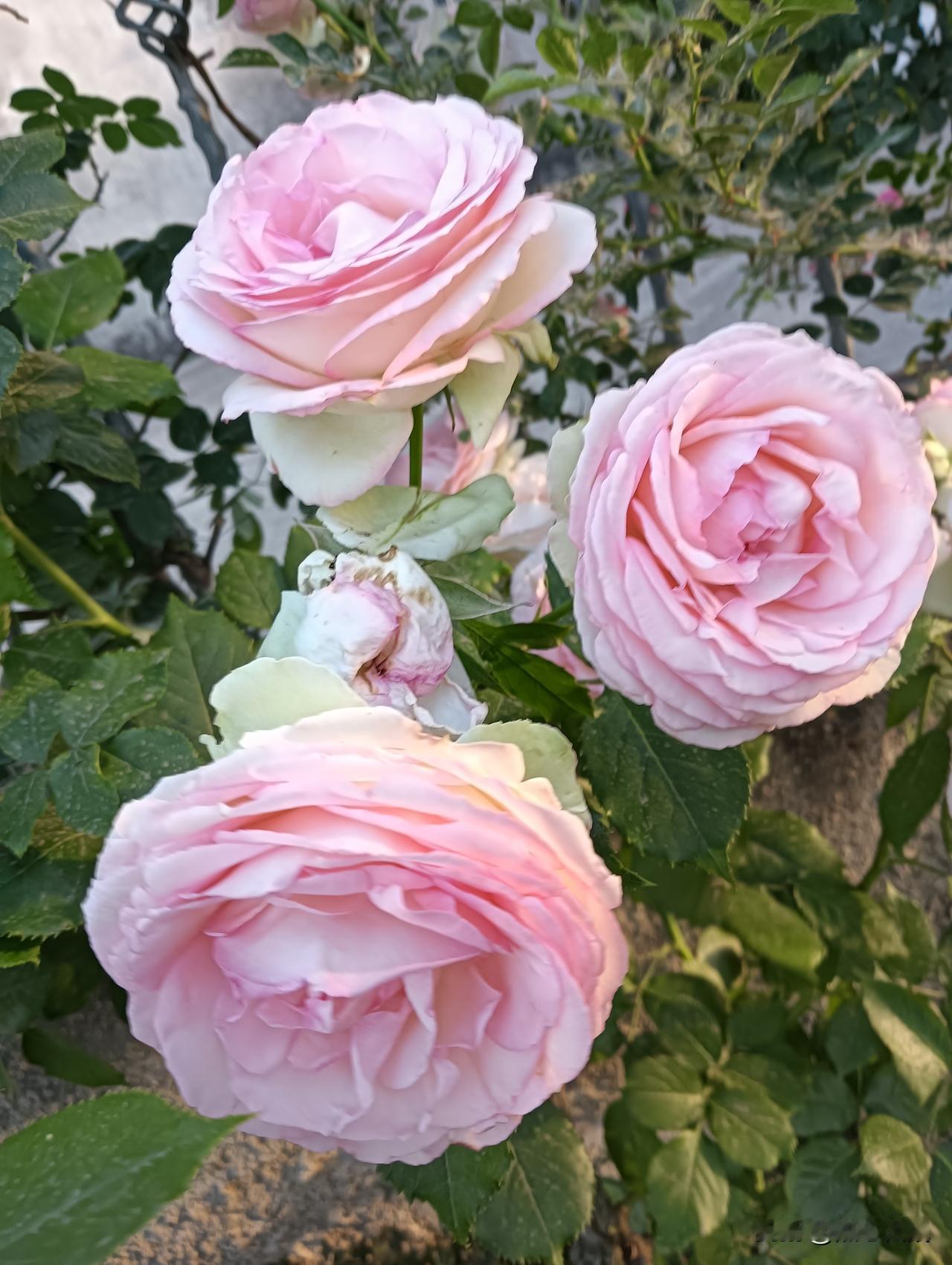 粉嫩玫瑰绽放，浪漫气息扑面而来🌹🌸