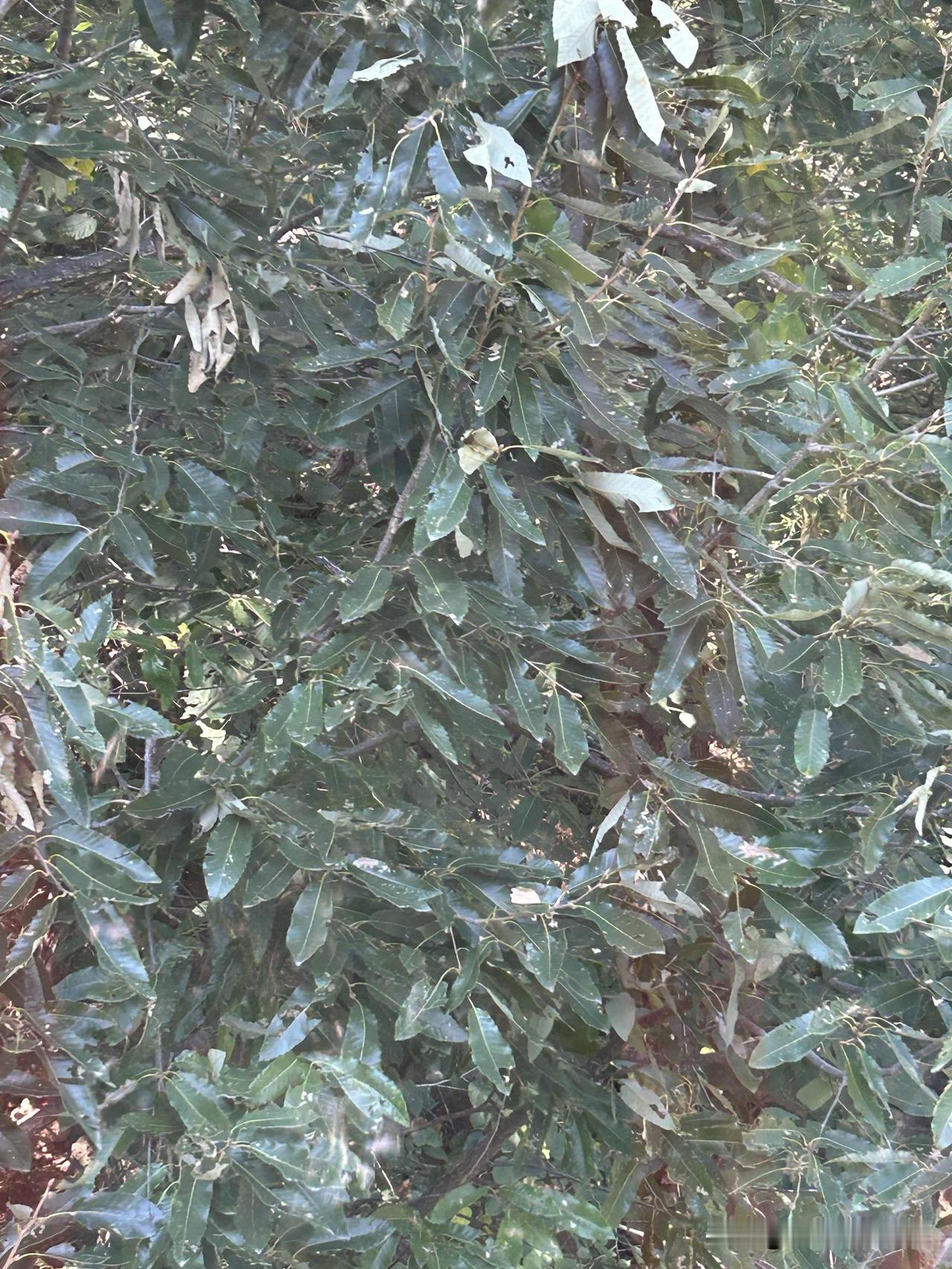 我56岁，发现血脂高也有两年了，还有家族遗传糖尿病，虽然还没有得！[恐惧]

最
