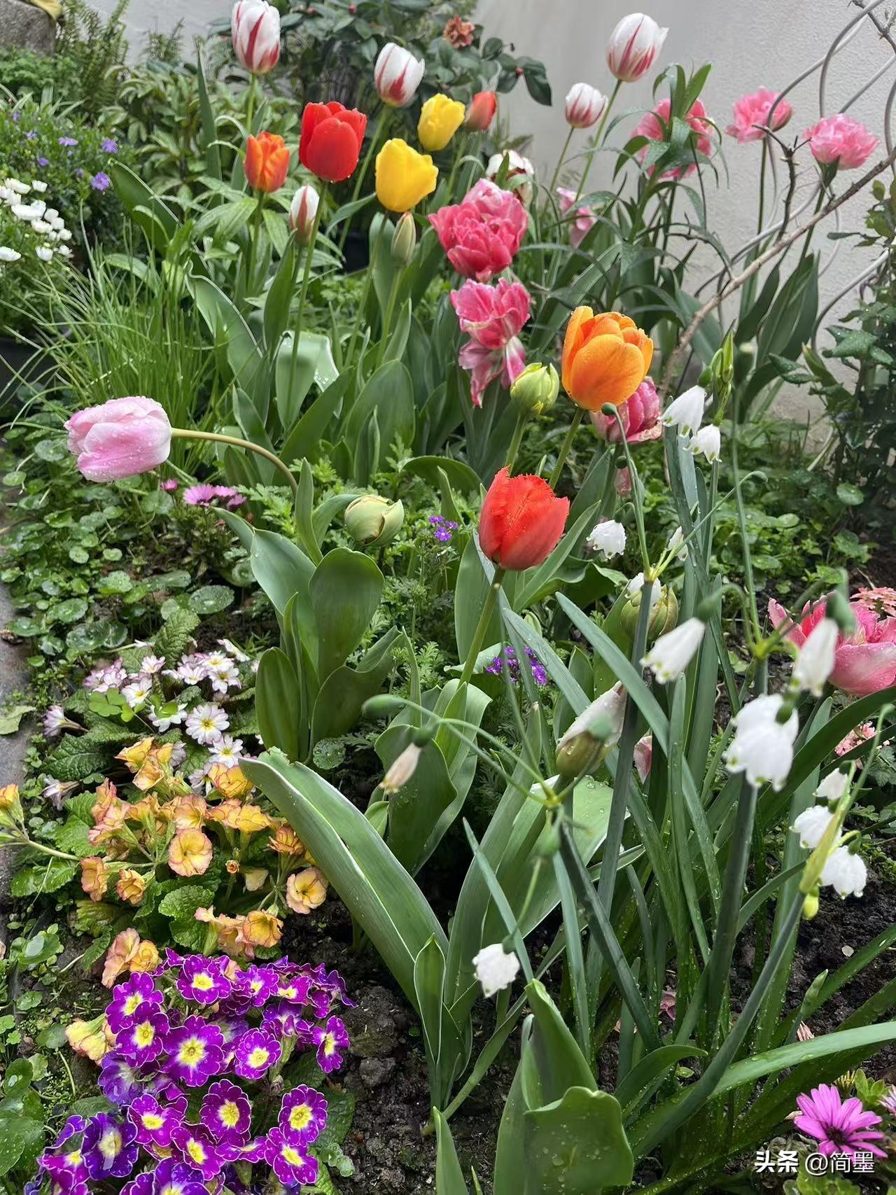 分享一张你相册里的花草照片赠人玫瑰，手留余香，有一个爱花的好友，是什么感受？