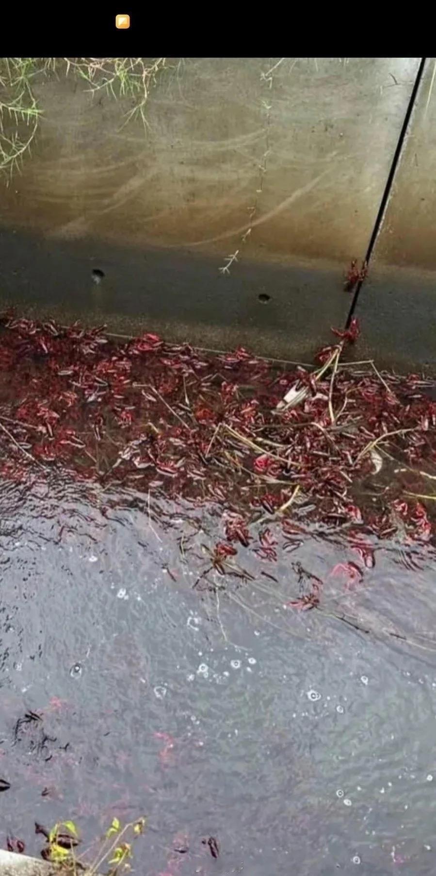 水沟里密密麻麻全是小龙虾，都快泛滥成灾了！
野外水沟到处扎堆，可菜市场售价依旧居