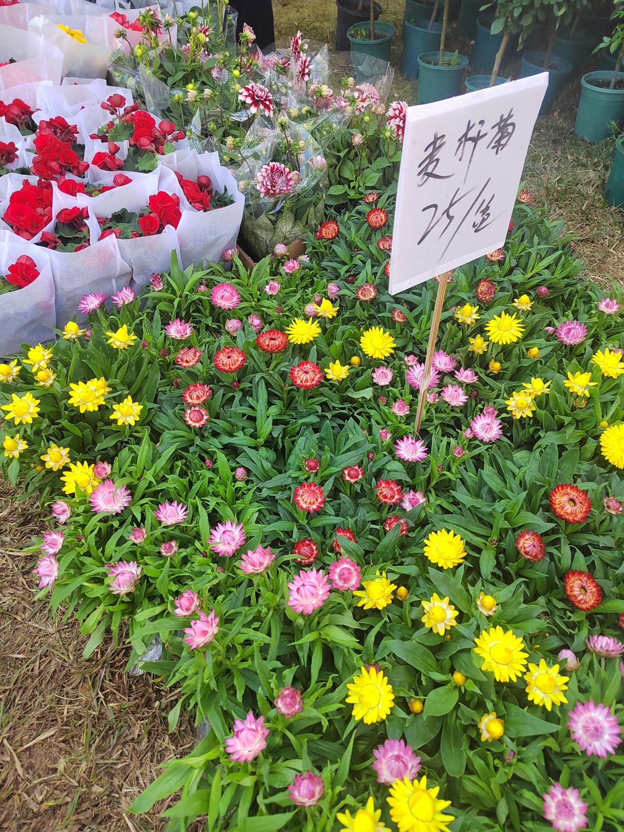 晒图笔记大赛花开灿烂时，每一场花展都应该去看一下，因为看完这些含苞待放或者是正盛