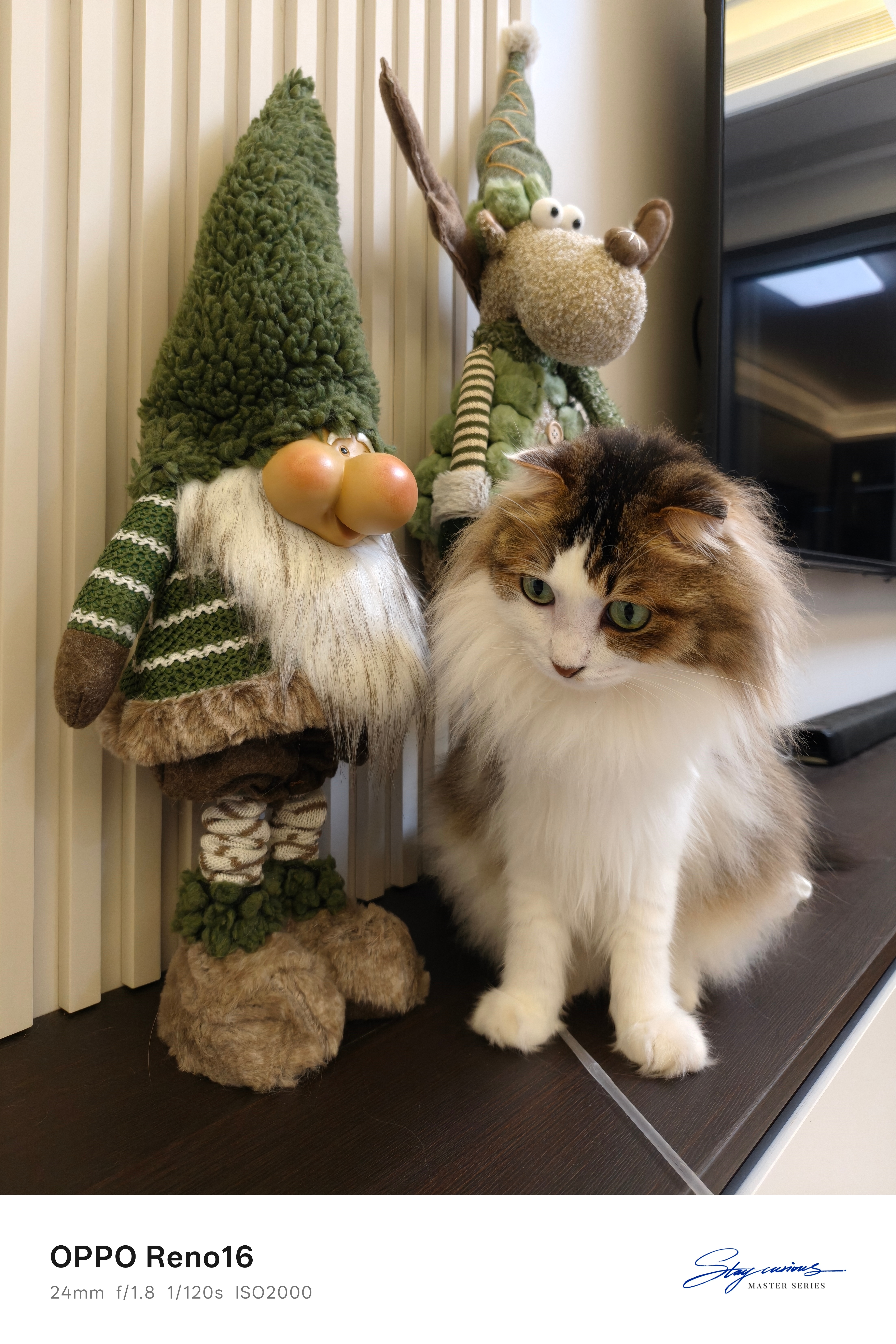 苹果实况你要毁了小猫我的OPPO Reno16实况不会毁小猫哈哈！