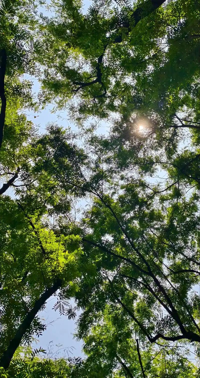 上联：日光灼灼，暑气蒸蒸，一树蝉声鸣盛夏；
下联：？？（邀友赐对）