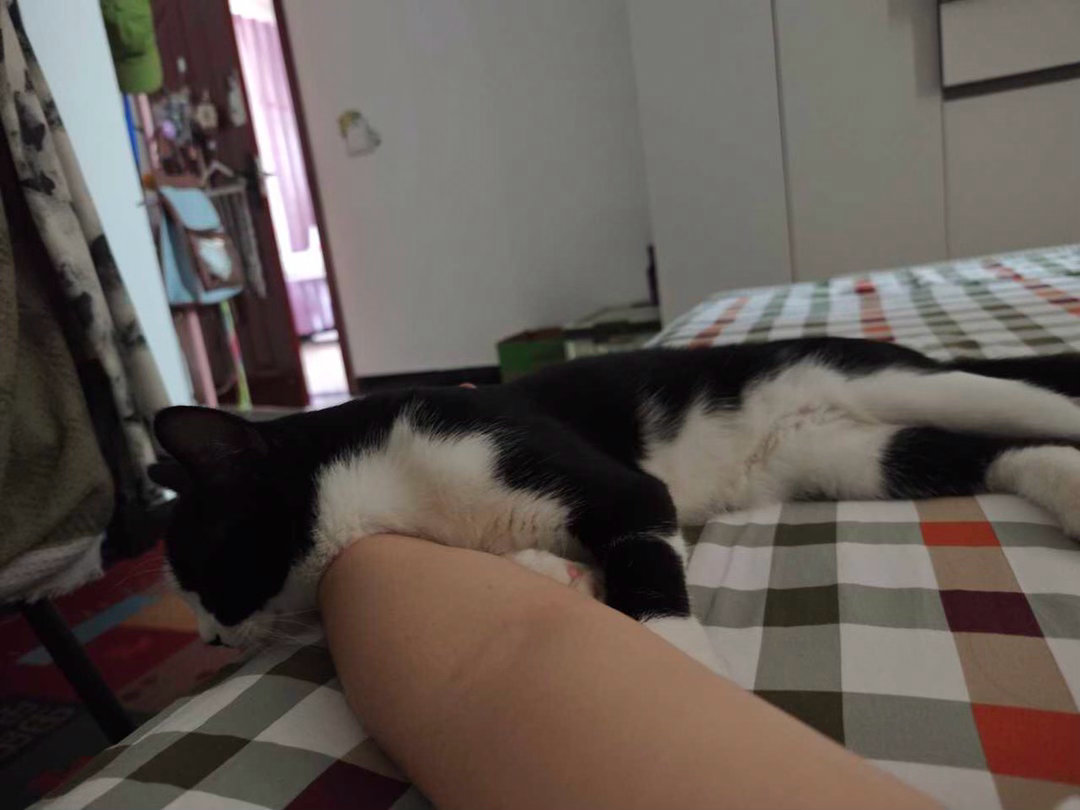 “睡醒感觉手臂重重的，是咪压床吗”daily奶牛猫 （投稿： ） 
