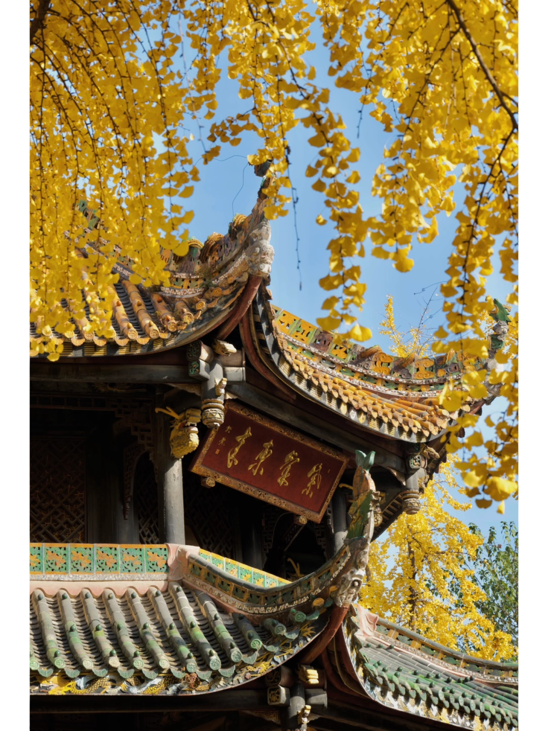 冲‼️成都市区银杏已到最佳观赏期，附机位📸