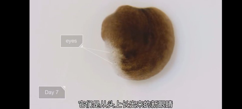 #涡虫强大的再生能力#这个物种比 封神第一部里的申公豹或者“殷郊”更强大，因为能