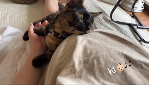 玳瑁猫小幸（さちちゃん）头馈在妈妈的九个月孕肚上，被突如其来的胎动吓了一跳，嘴边