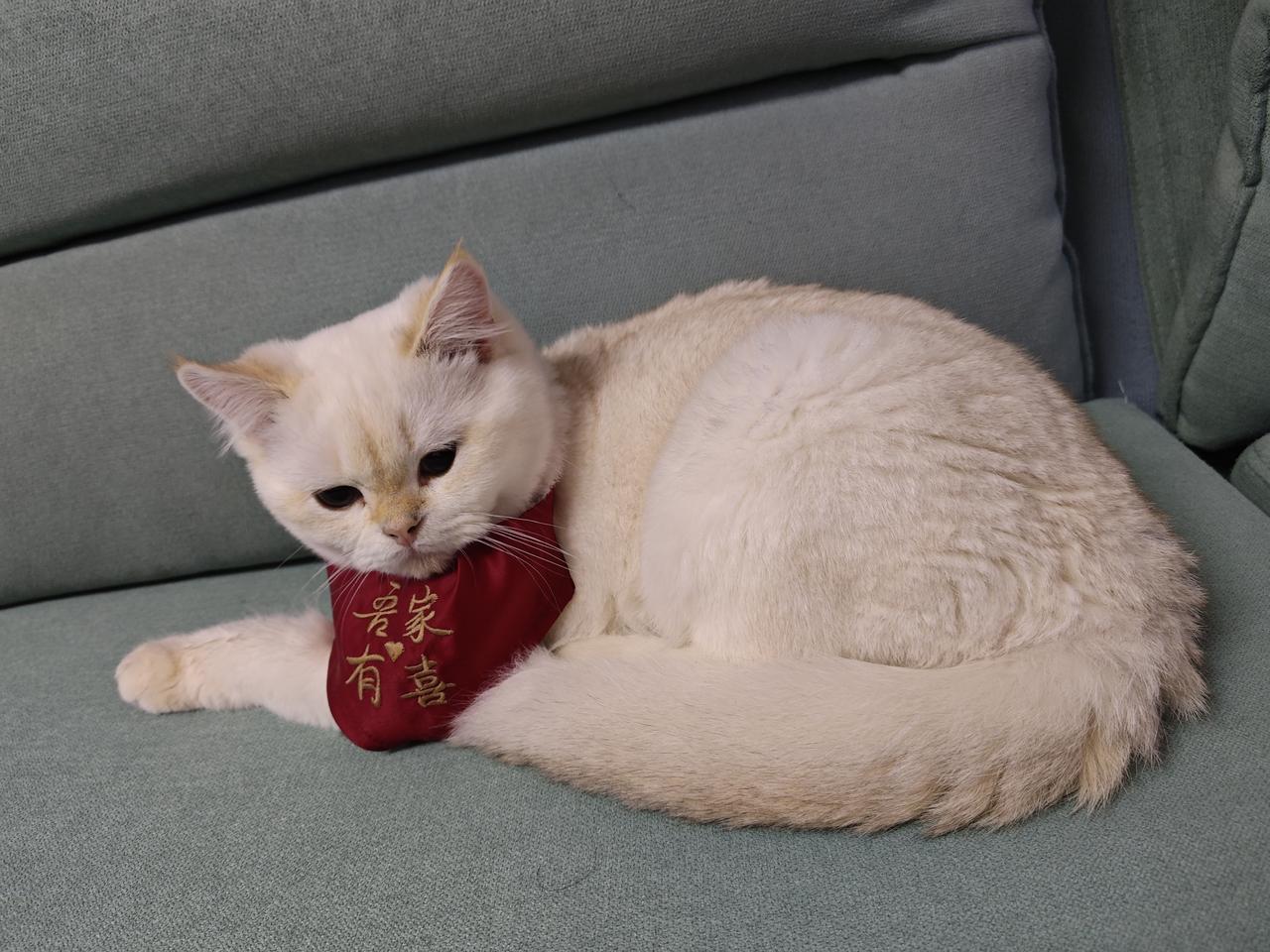 冬日生活打卡季乳白小猫蜷在沙发上，脖颈间的红围巾绣着“家有喜事”。它软乎乎的身子