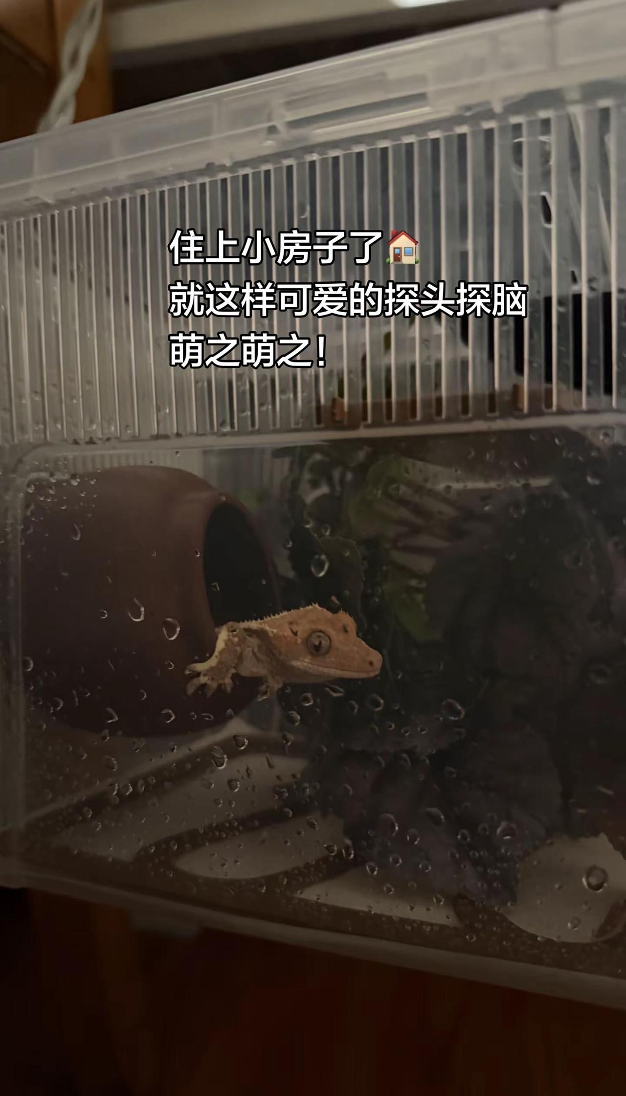 小房子的小主人就这样探头探脑 太可爱啦！异宠新选择 爬宠饲养箱 萌宠养殖计划 爬