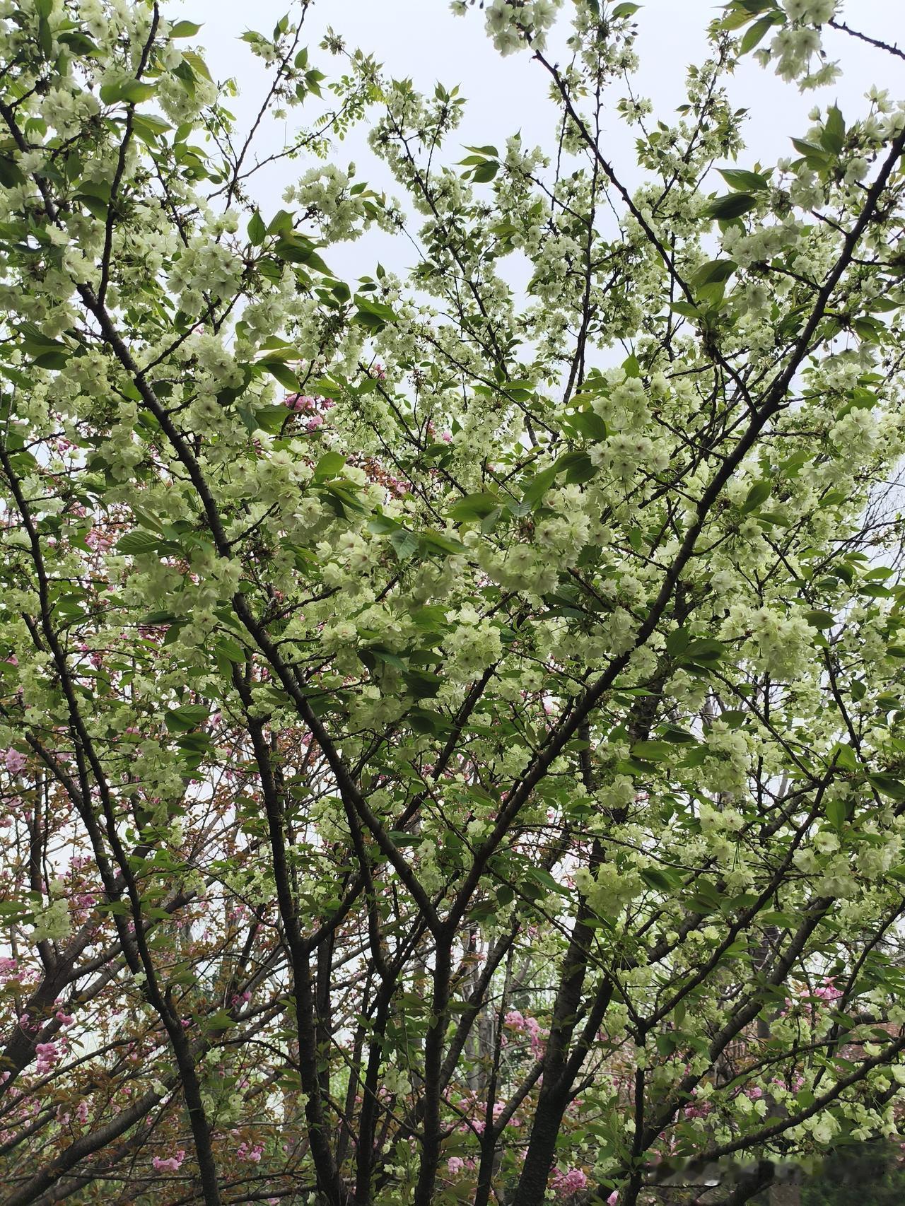 真的是稀奇了，竟然在公园发现了一株绿色的樱花，刚开始还以为不是樱花，花瓣和花型包