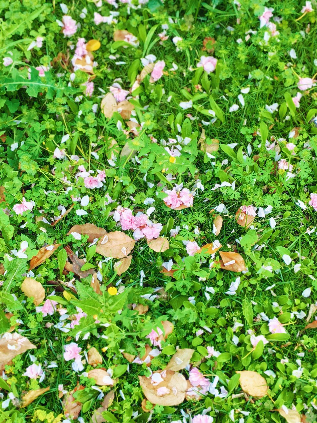 站在落花
纷飞里，
看时光轻舞。
每一片，
都是岁月
写下的短诗。