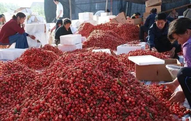 暴跌25%！50万吨智利车厘子杀到中国，南宁人实现车厘子自由就现在

谁能想到，