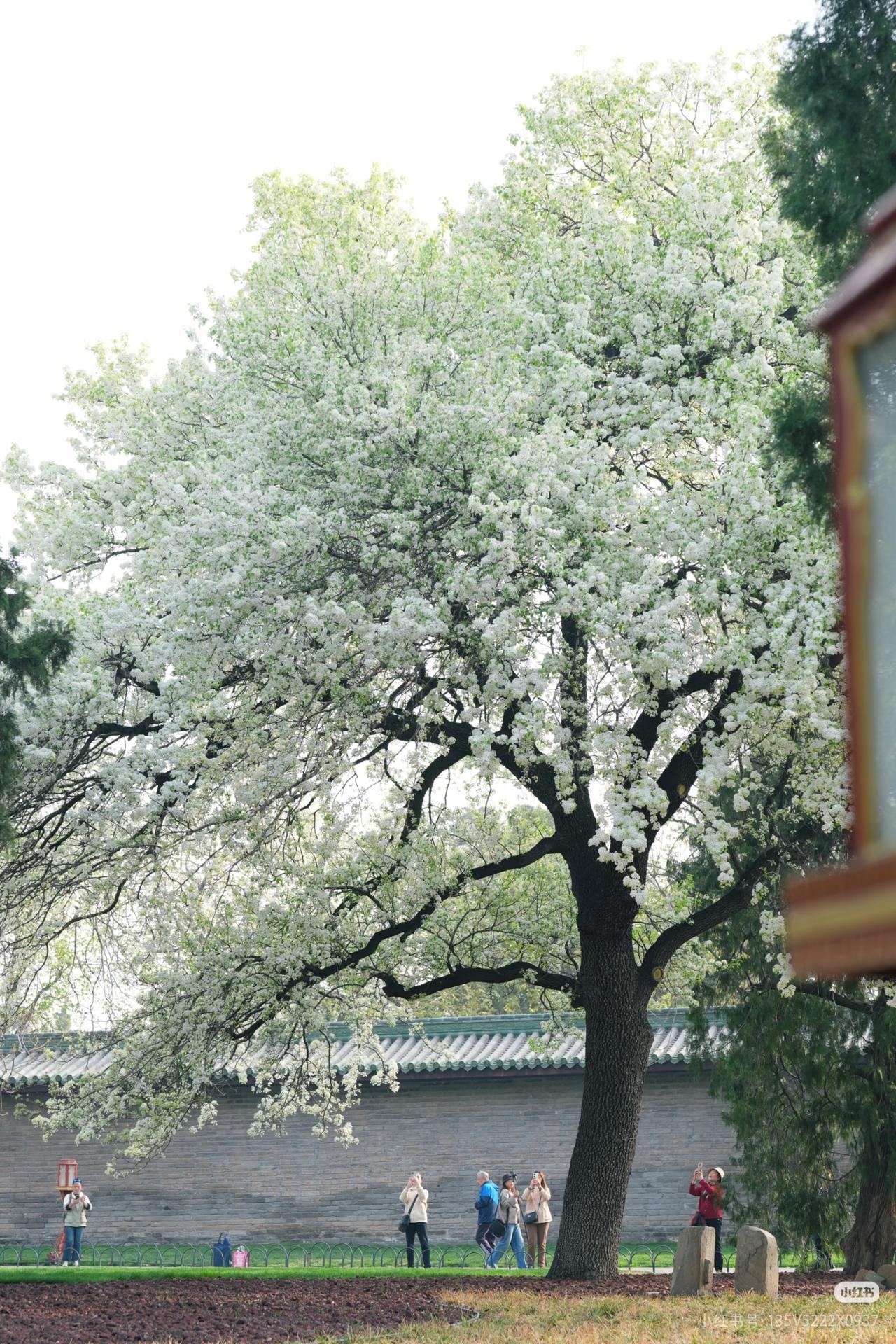 ​​天坛神树杜梨: 错过真要在等一年了

红墙映雪，梨香满径。天坛的春天，是古建