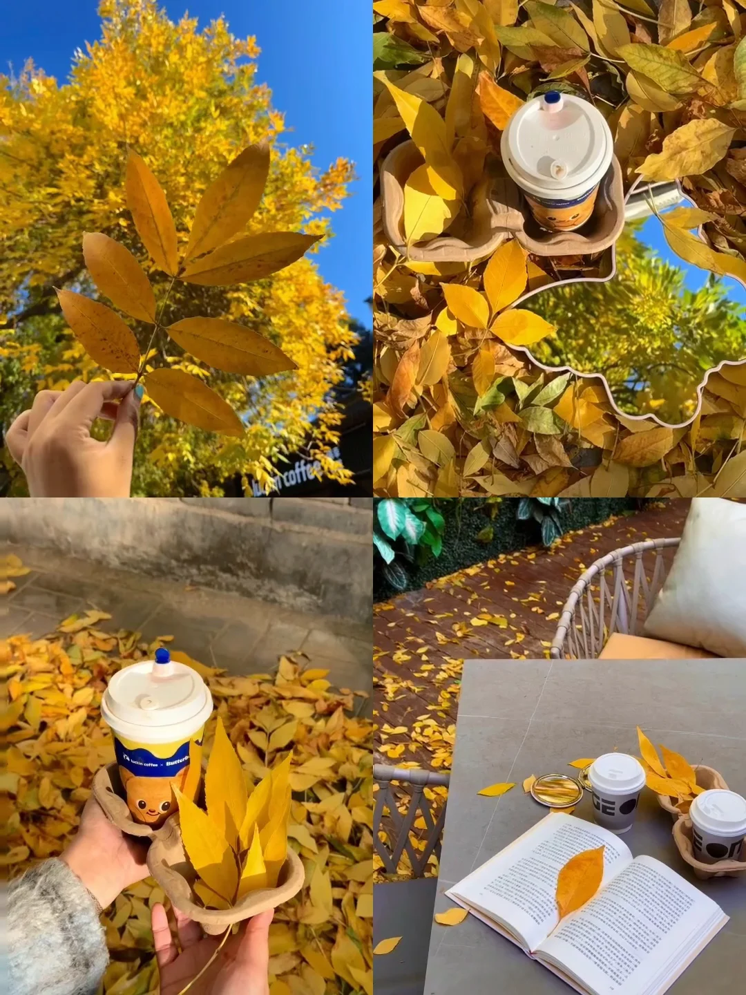 10.31实拍live🍂胡同的秋天真的浪漫又美好