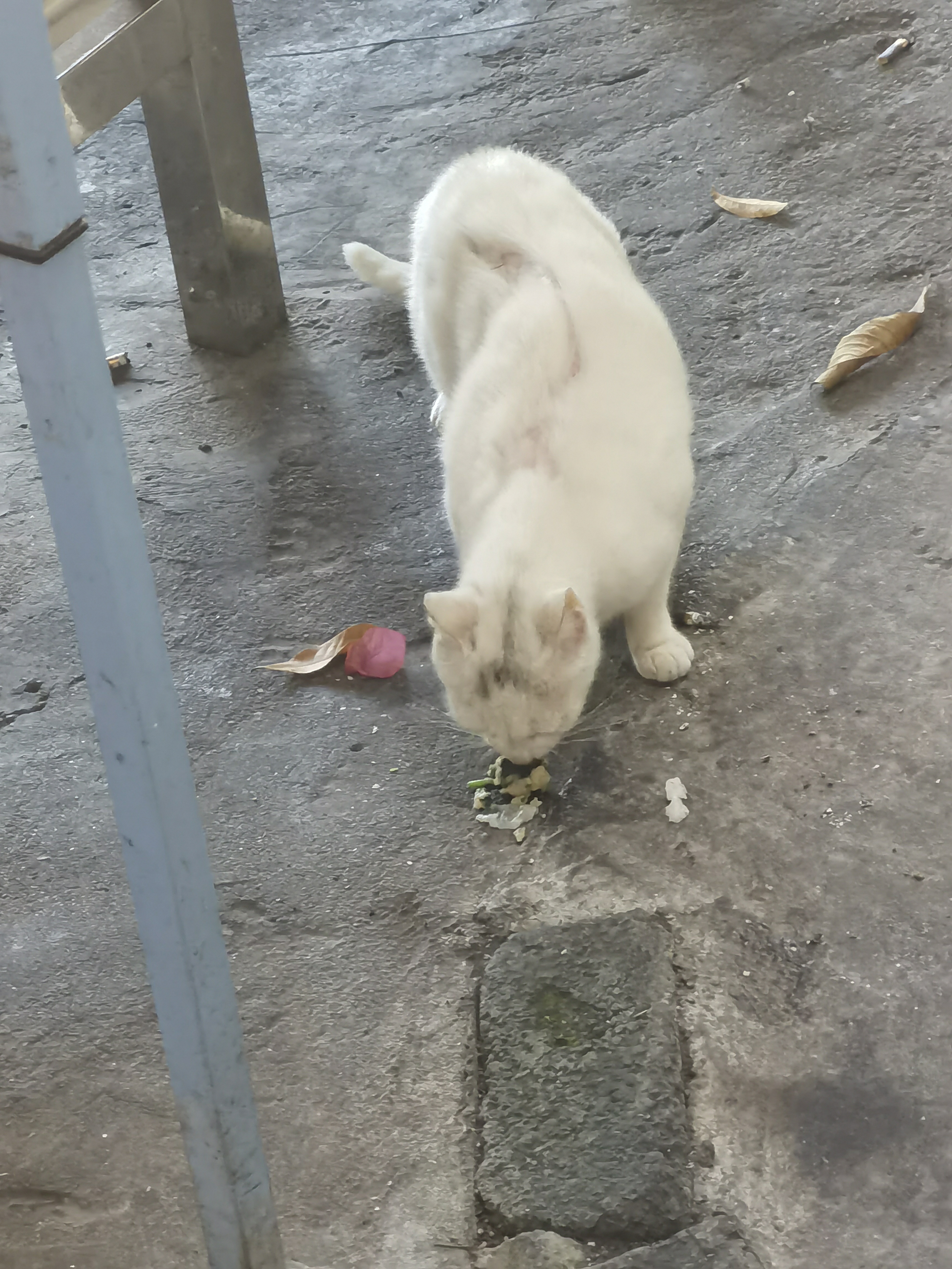 撸猫不喂猫，还有，这猫挑食。 