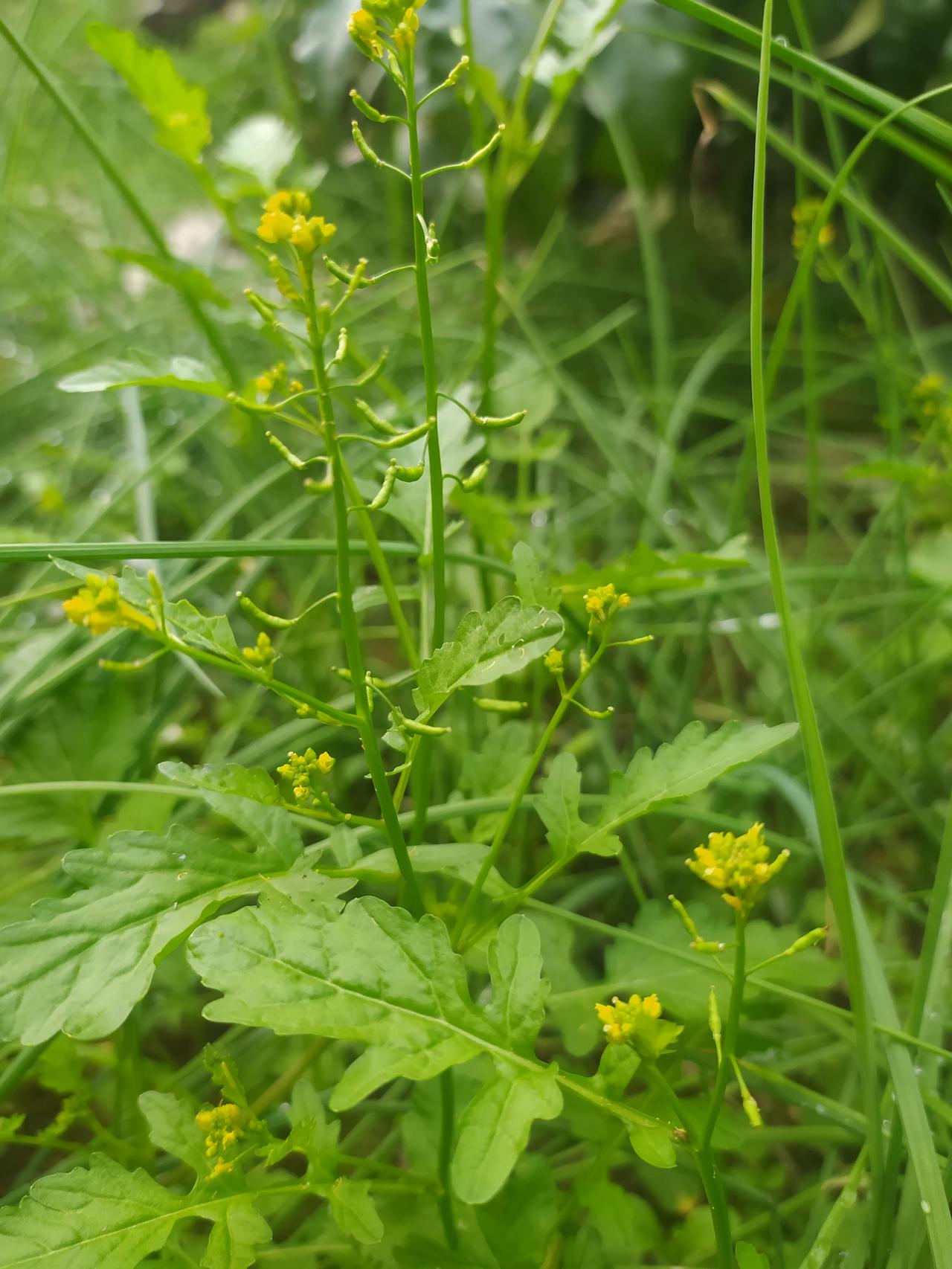万能生活指南朋友们，秋天的季节，地里还有好多这种野菜，你们说这个叫什么名字？长得