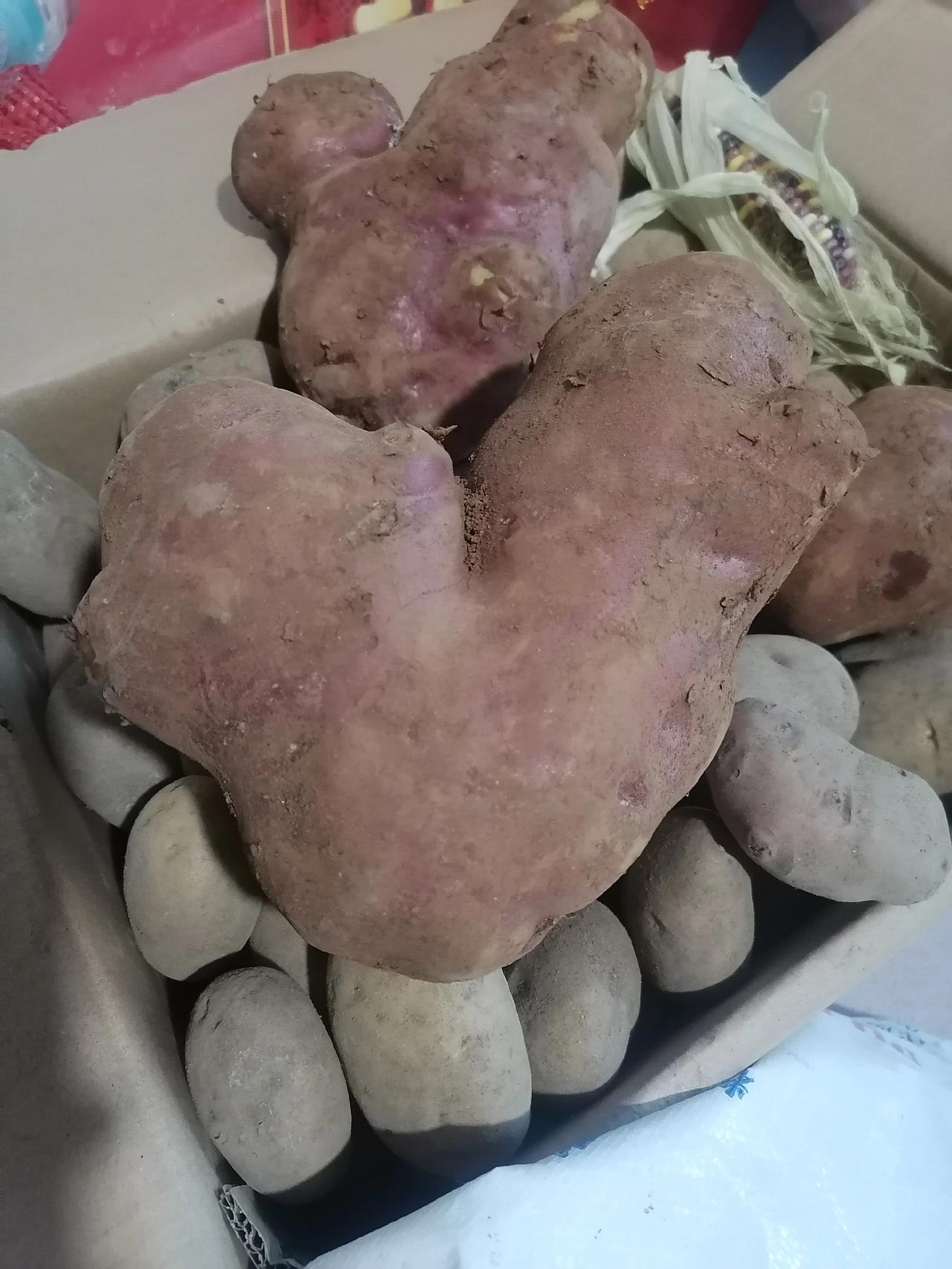 东川大洋芋#土豆🥔 