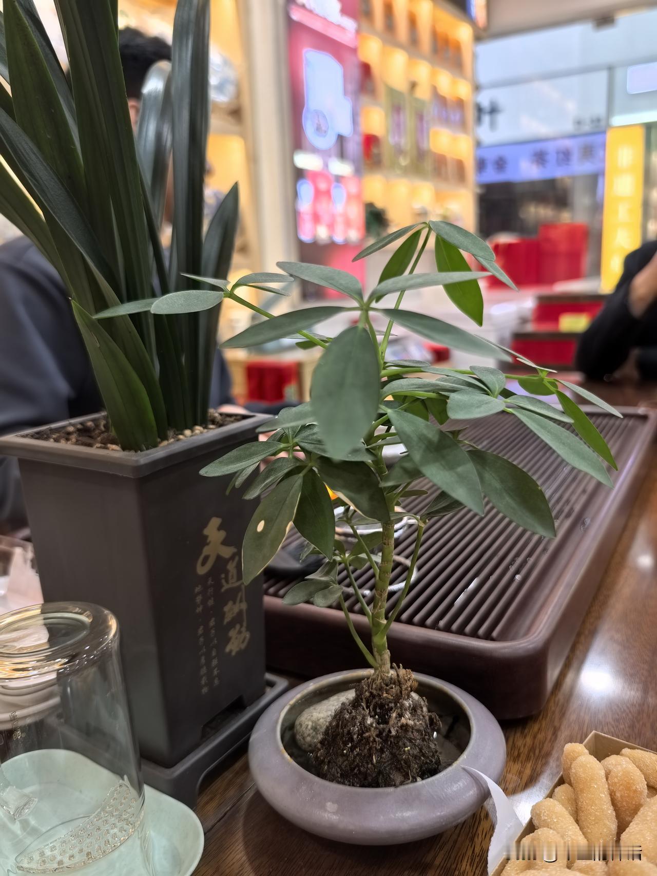 逛了会儿茶城，喝了会儿小茶，将烟火油腻的味道扔下，聊会儿小天，喝阵惬意茶，看散漫