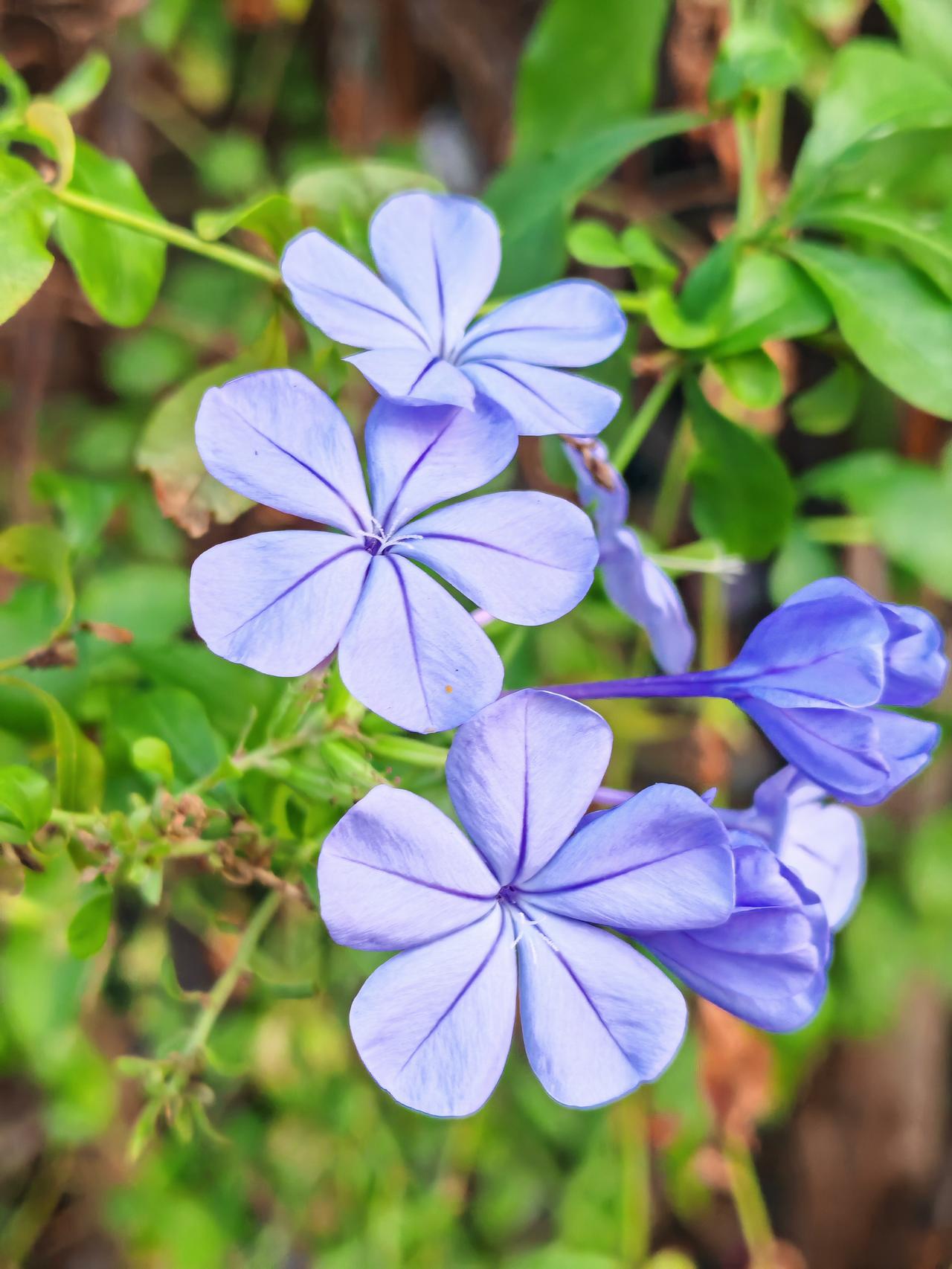 电动车限速是应该的，也是必须的，目的只有一个，那就是为了生命安全和交通畅顺。这几