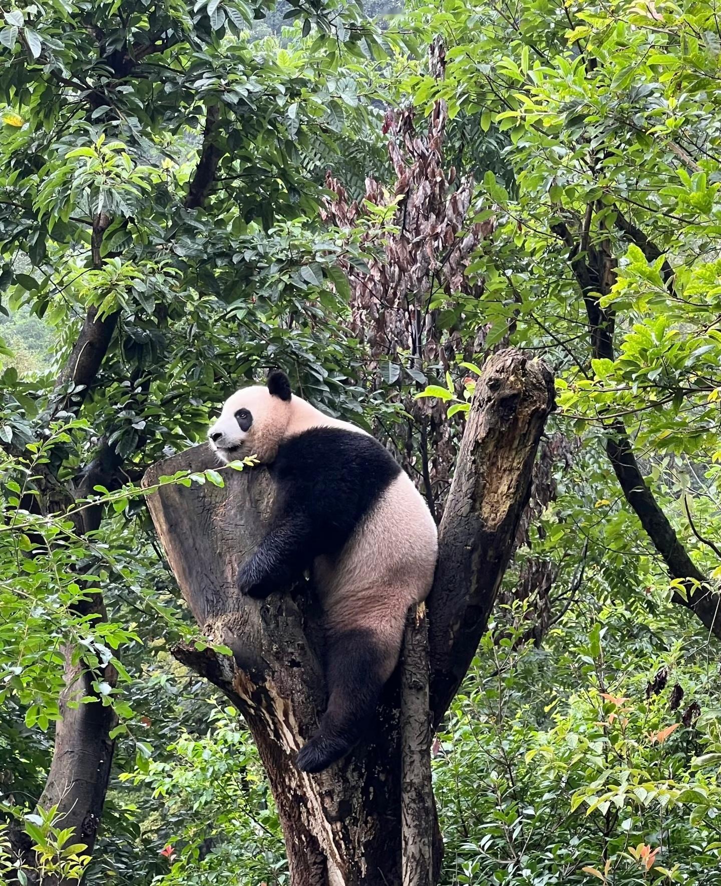 每日一善🐼熊猫守护者🐼竹林深处，圆滚滚的身影缓缓移动～是大熊猫宝宝来啦！👀