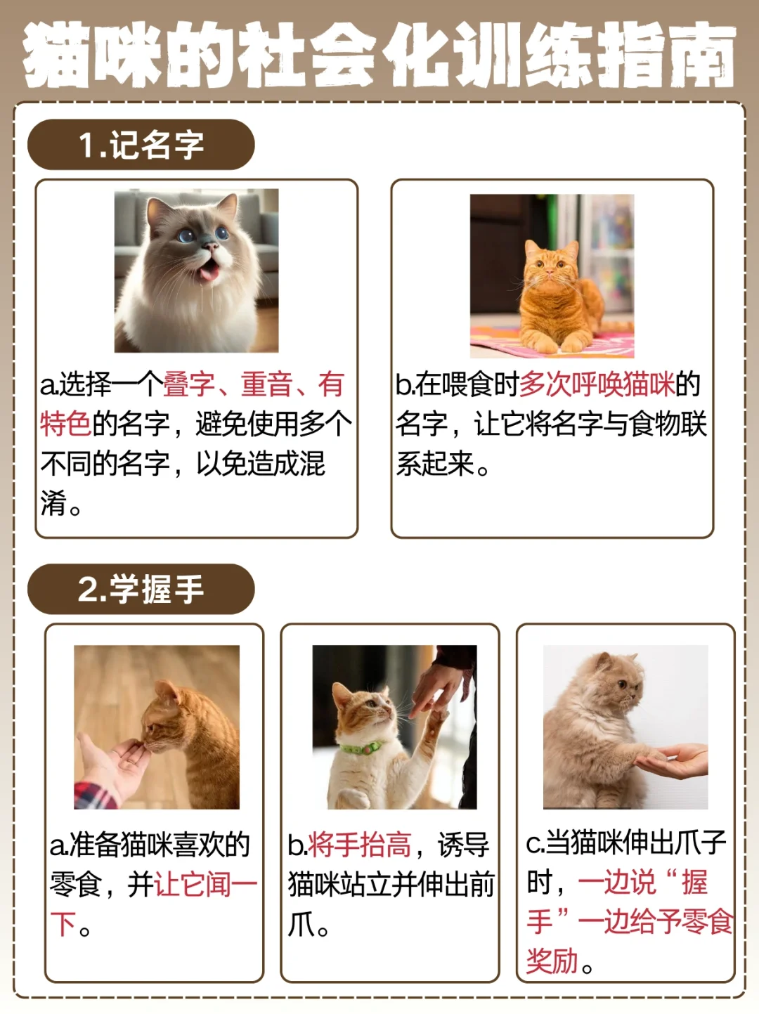 猫咪社会化训练指南