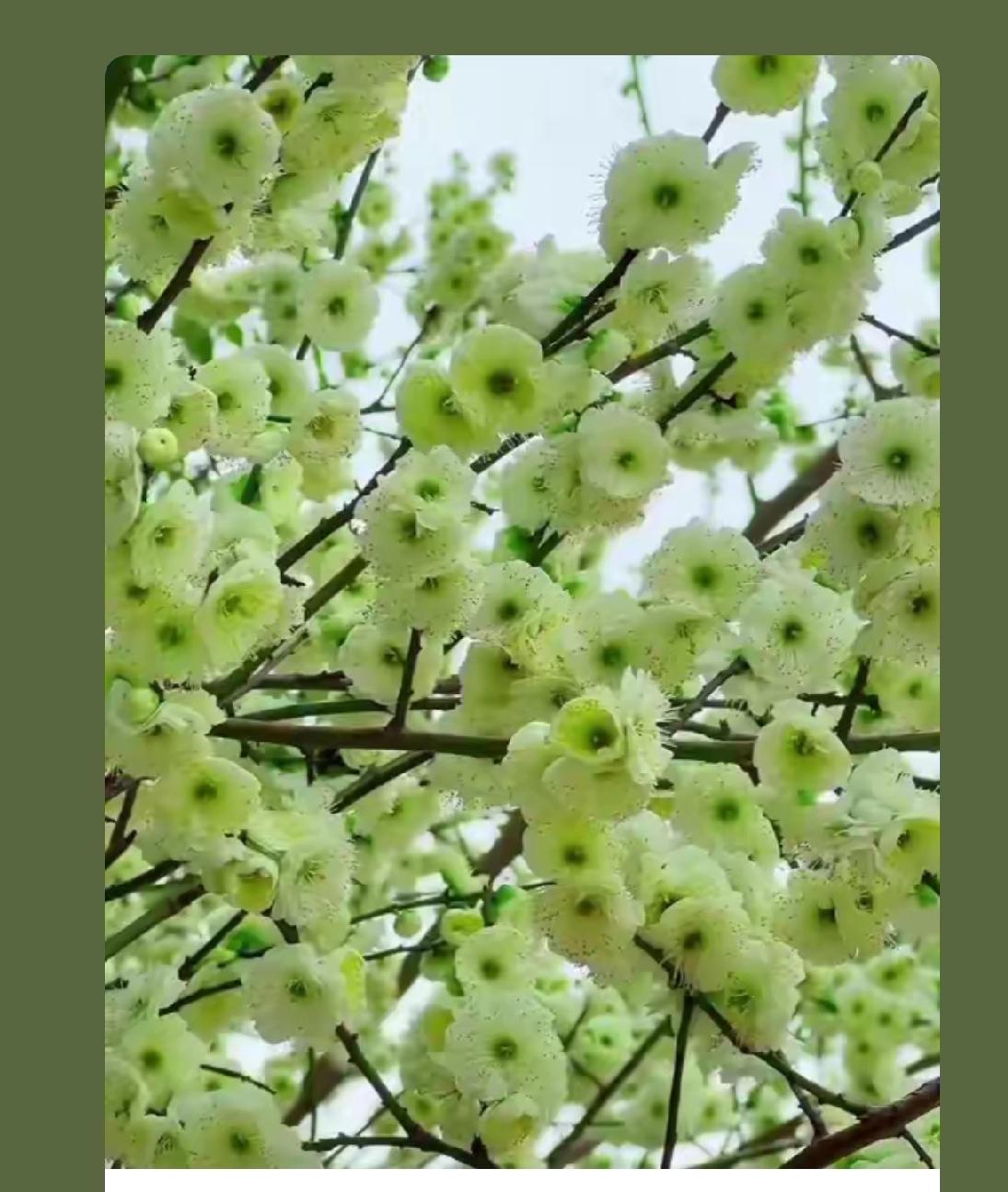 晒图笔记大赛我见过白梅，黄梅，红梅，这种梅还真的没有见过，寒冷的冬季腊梅花能给你