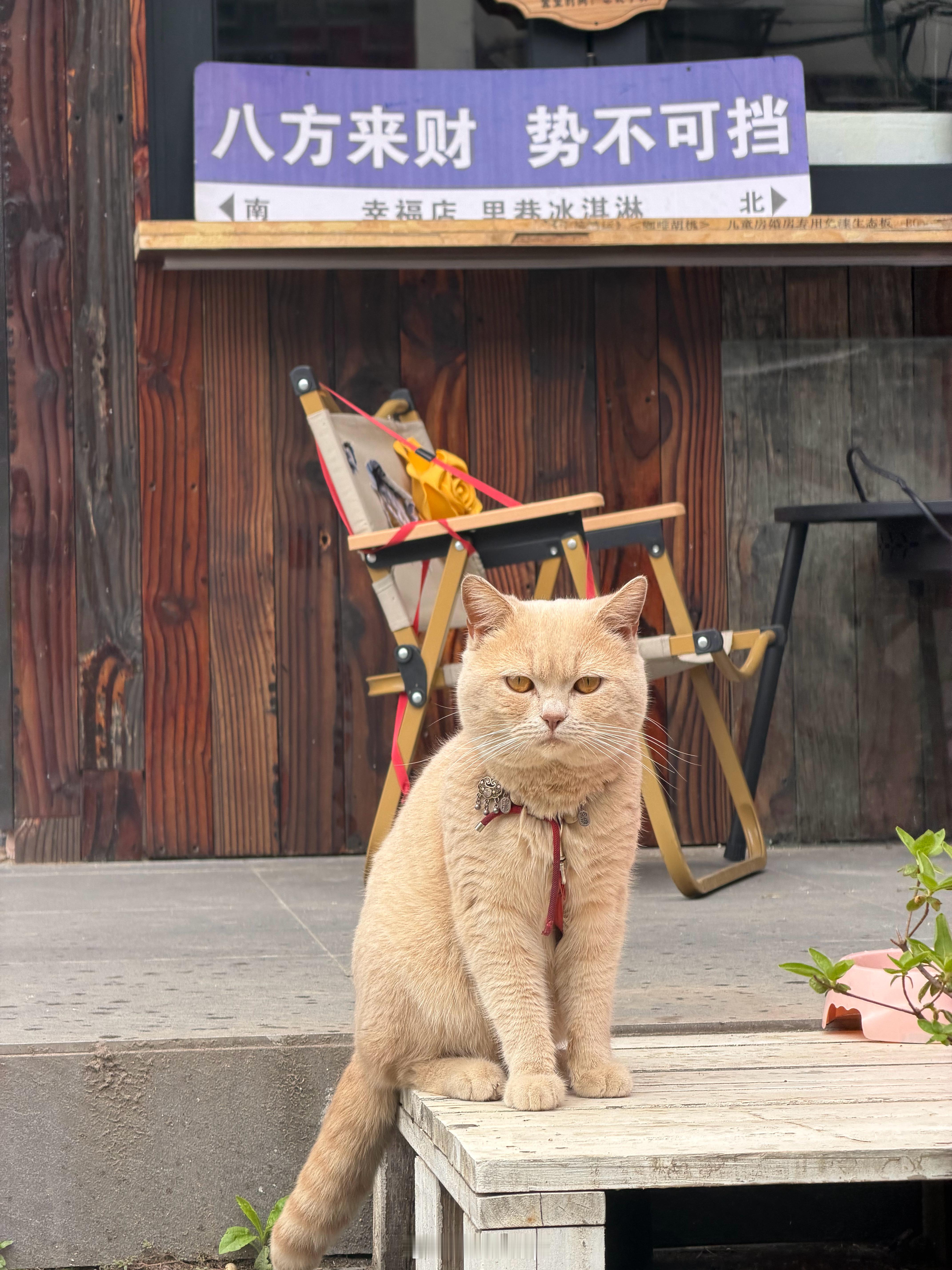 转发这只招财猫，大家一起迎好运！ 